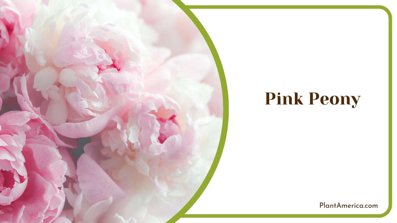 Pink Peony Flowers Plant America