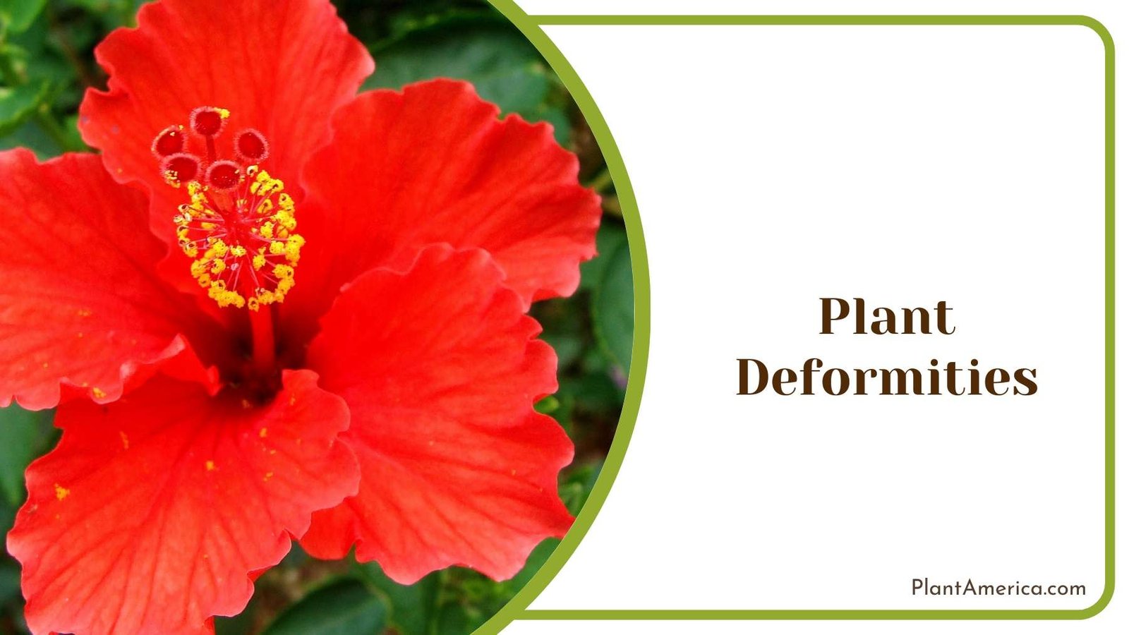 Plant Deformities in Garden Plant America