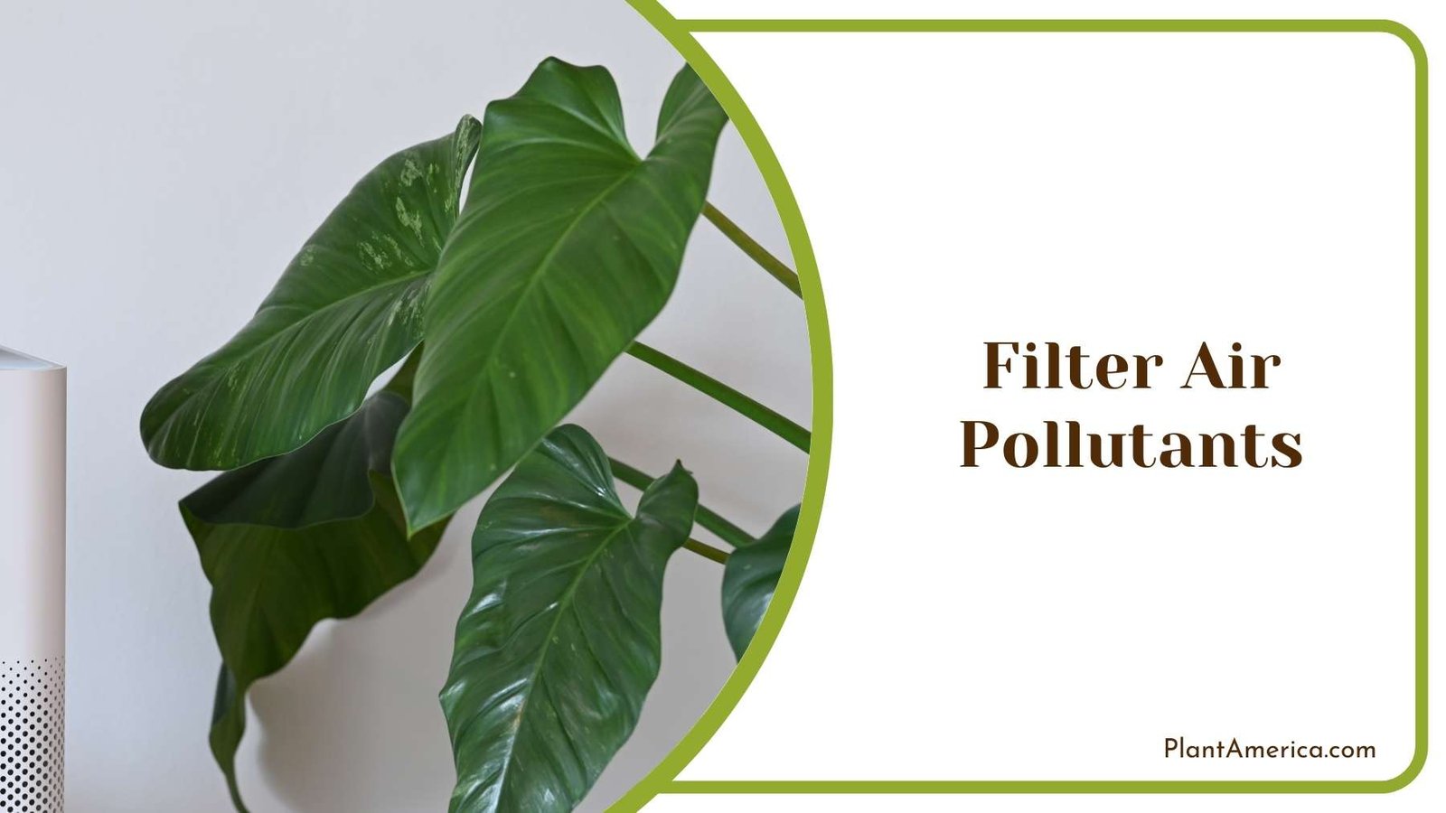 Plant Filter Air Pollutants Plant America