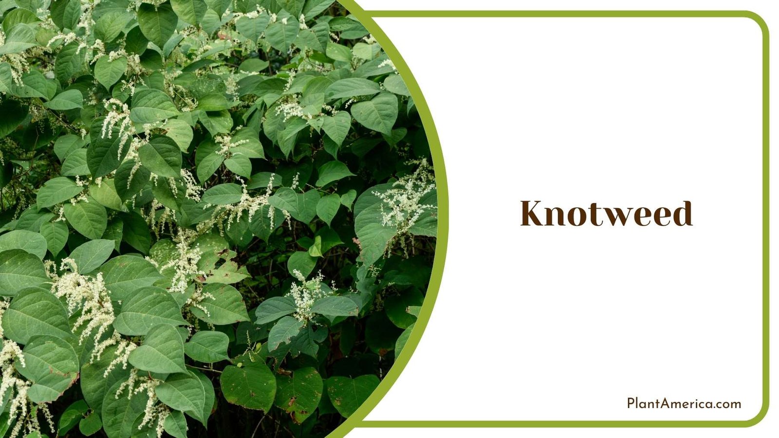 Plant Of Knotweed Plant America Plant Of Knotweed Plant America