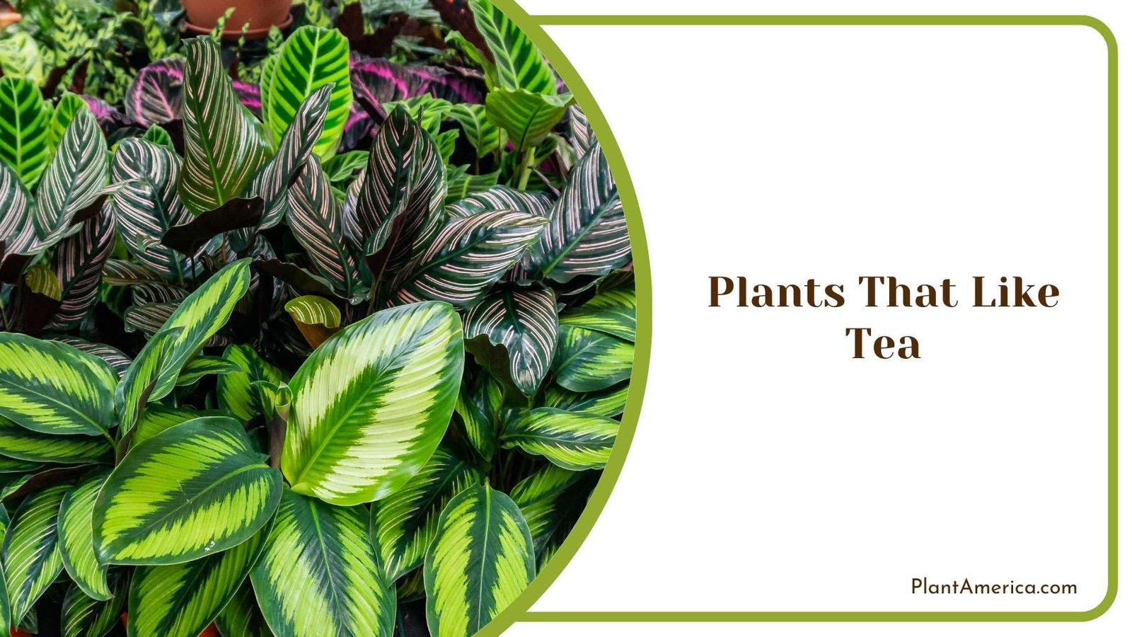 Plants That Like Tea Plant America Plants That Like Tea Plant America