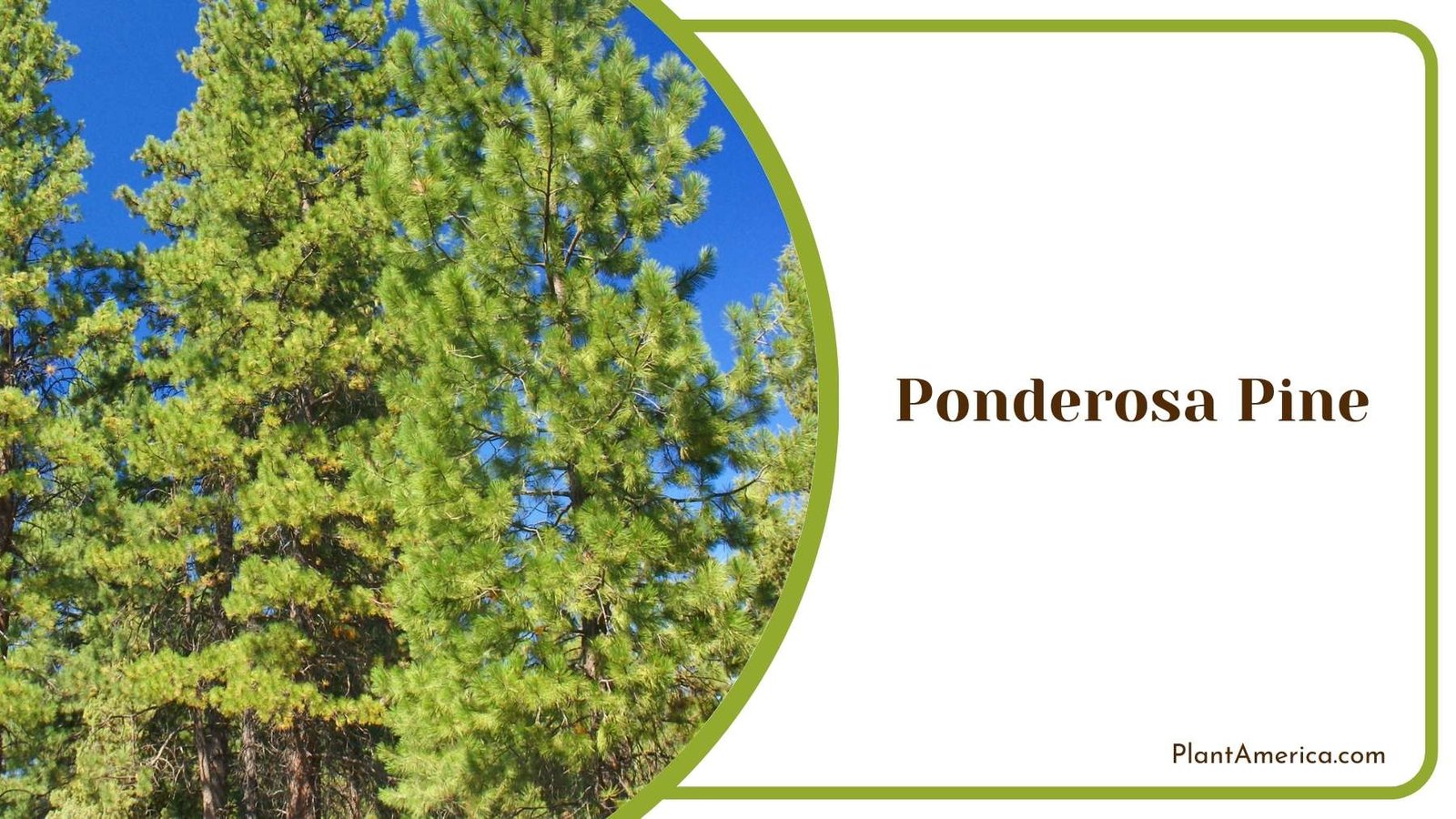 Ponderosa Pine In a Shot Plant America Ponderosa Pine In a Shot Plant America