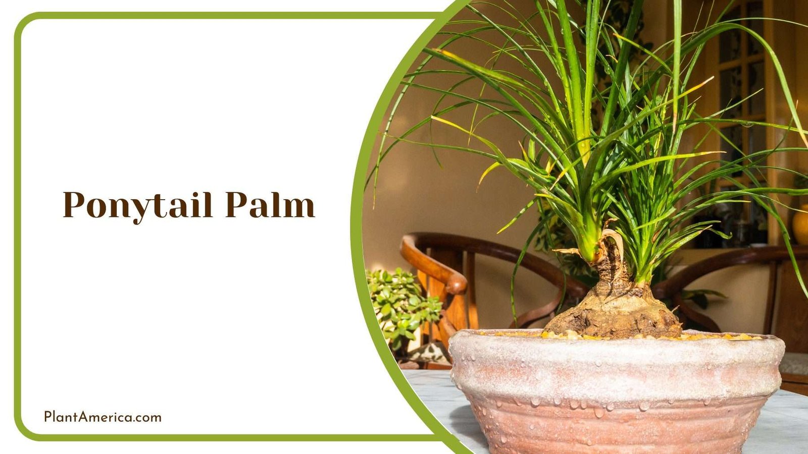 Ponytail Palm Plant America 1