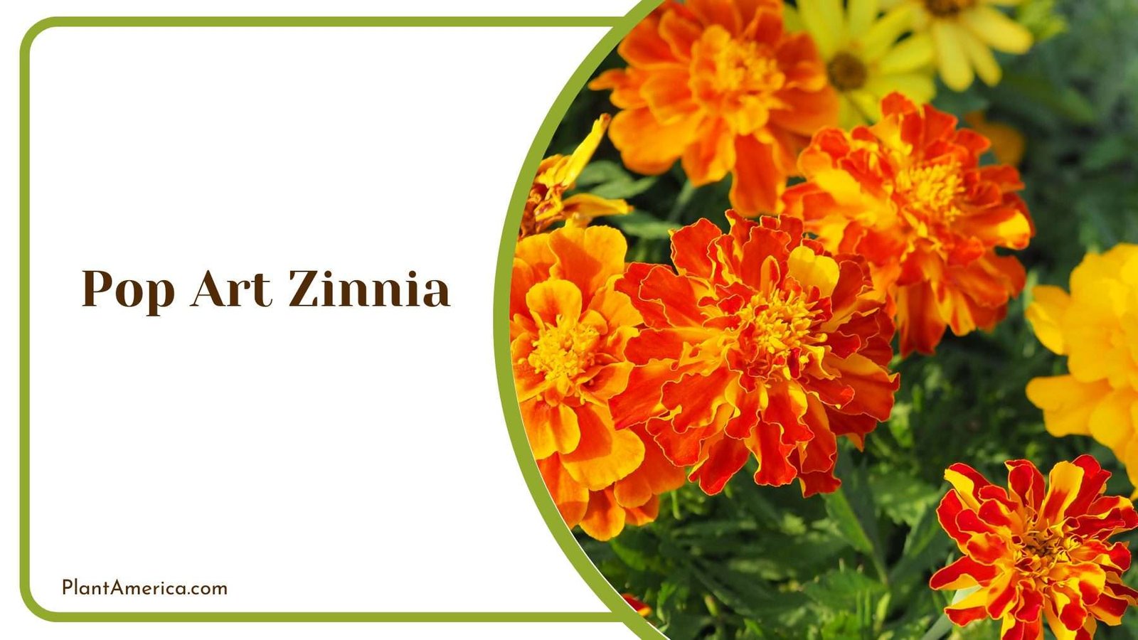 Pop Art Zinnia Plant America