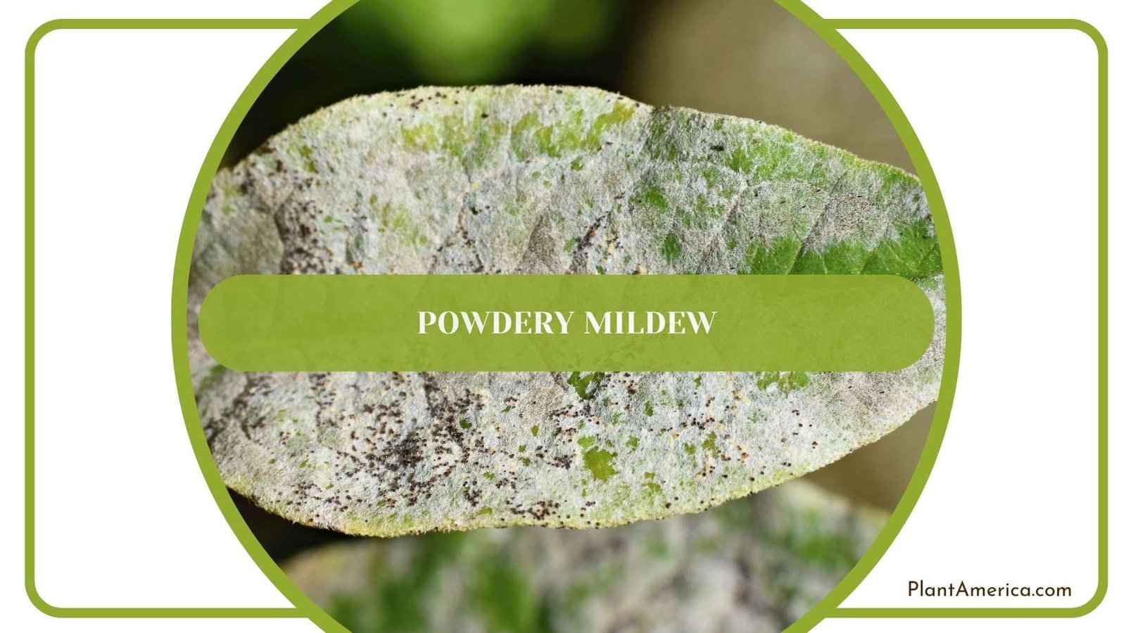Powdery Mildew On a Leaf Plant America