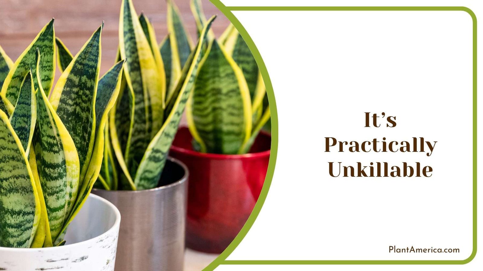 Practically Unkillable Snake Plant Plant America