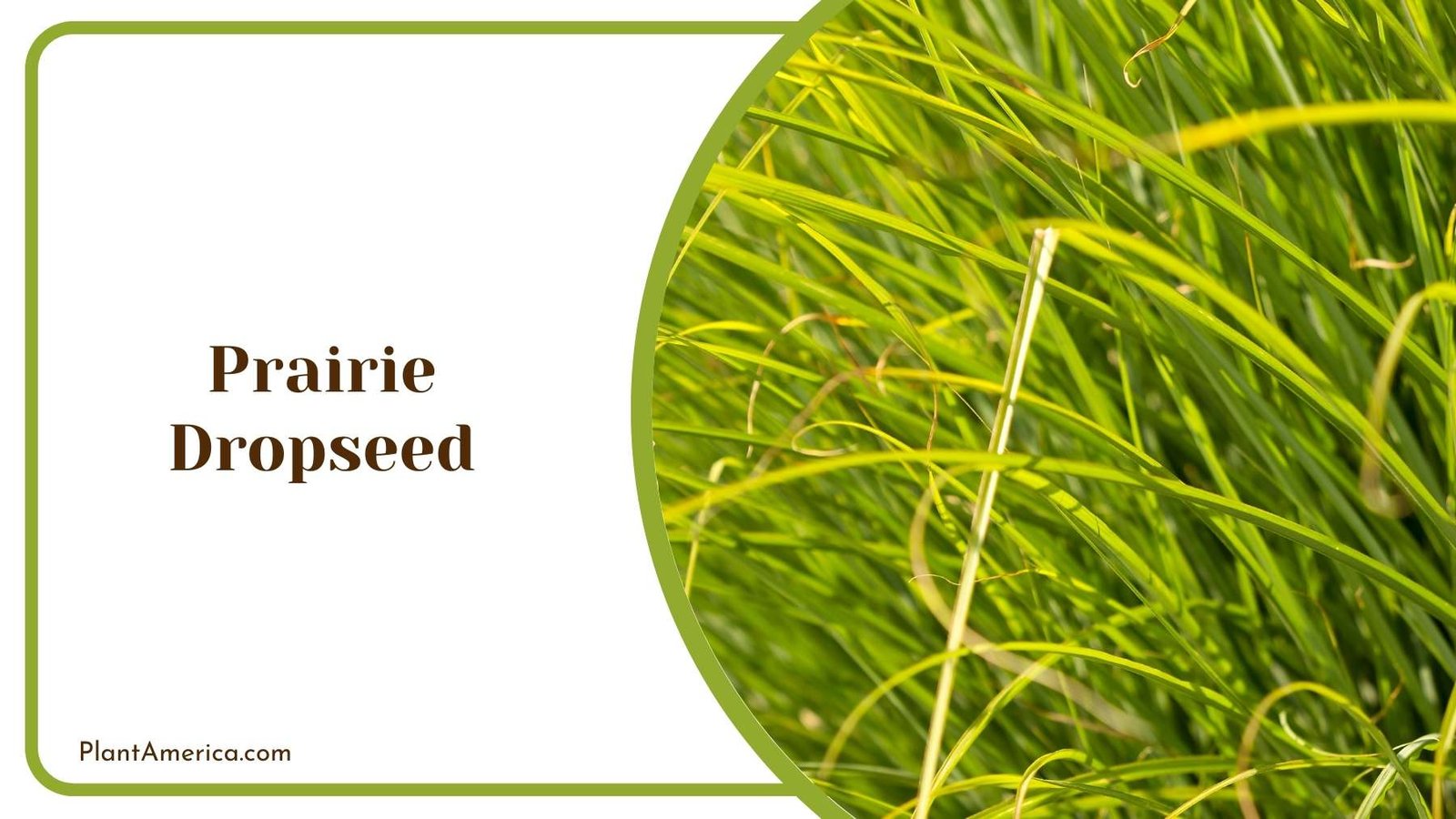Prairie Dropseed Of Land Plant America
