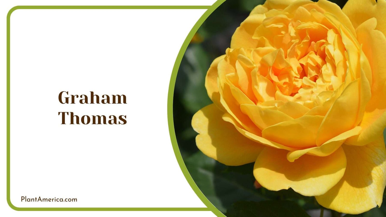 Pretty Graham Thomas Plant America