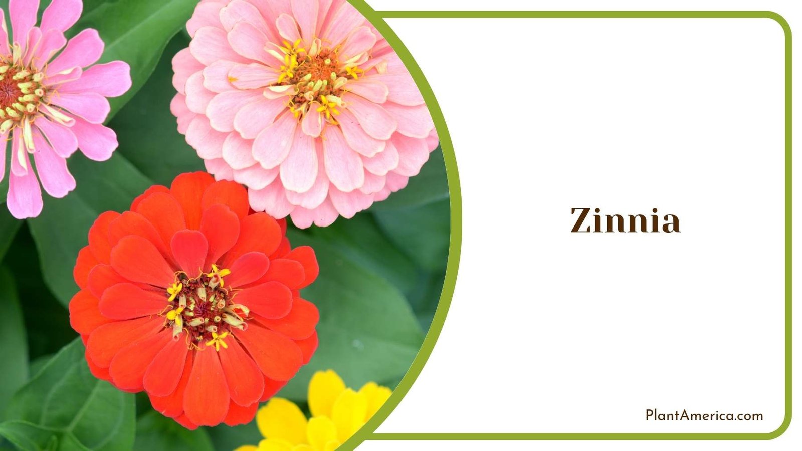Pretty Zinnias Plant America