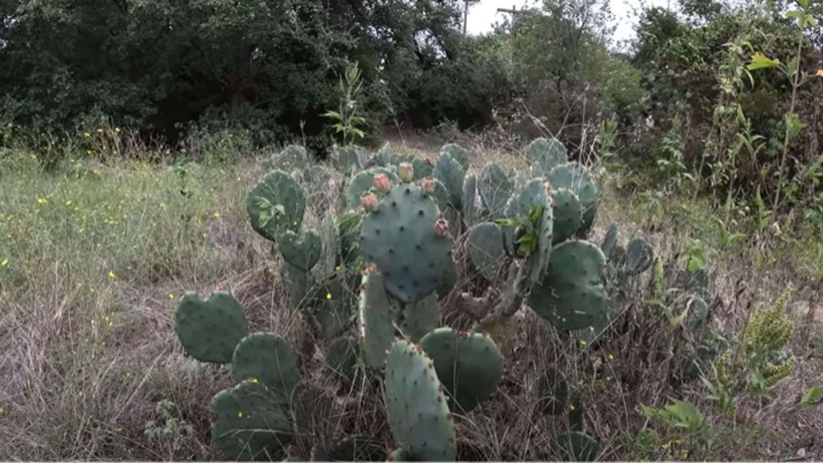 Prickly Pear Cactus Growing in Backyard Plant America
