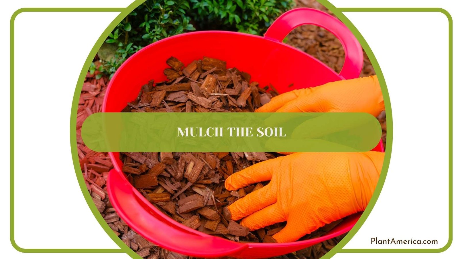 Process Of Mulching the Soil Plant America