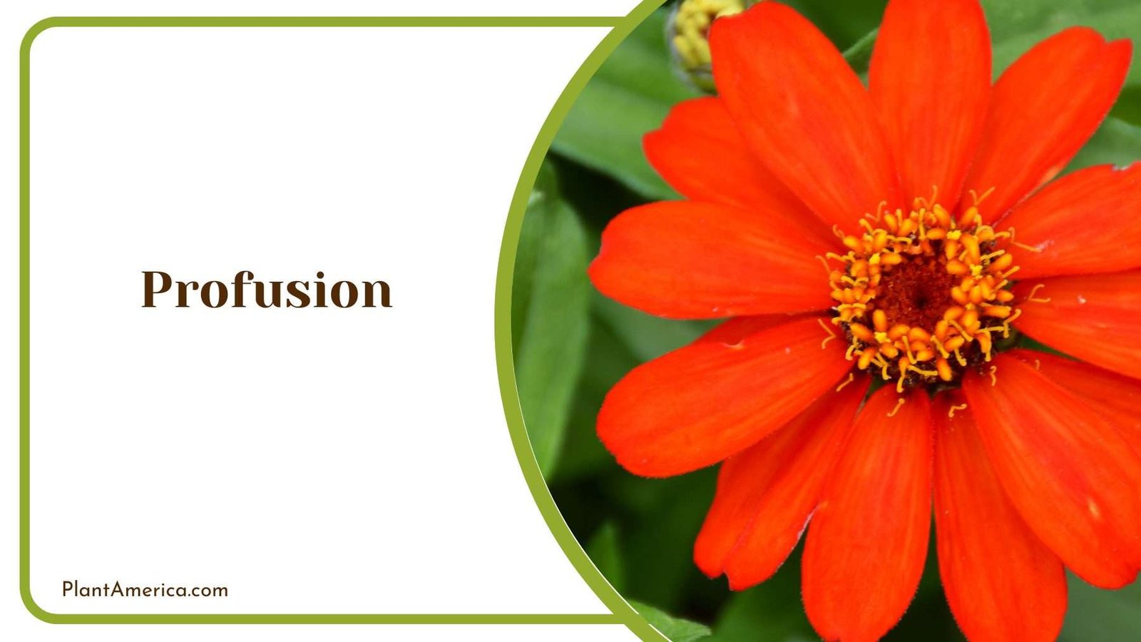 Profusion Zinnias Plant America