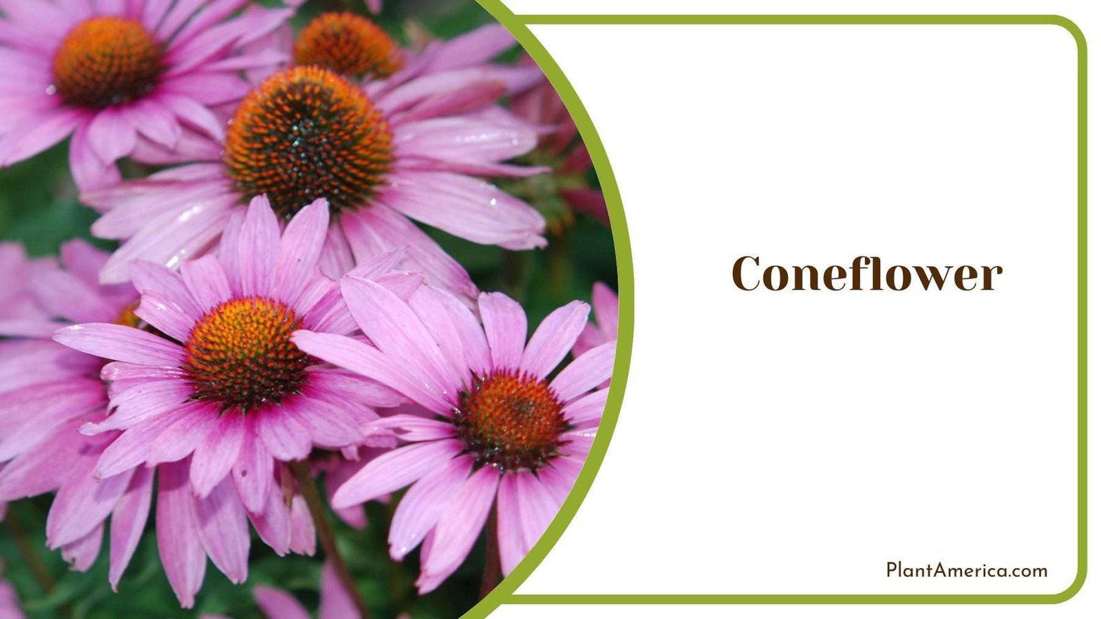 Purple Coneflower Plant America 1