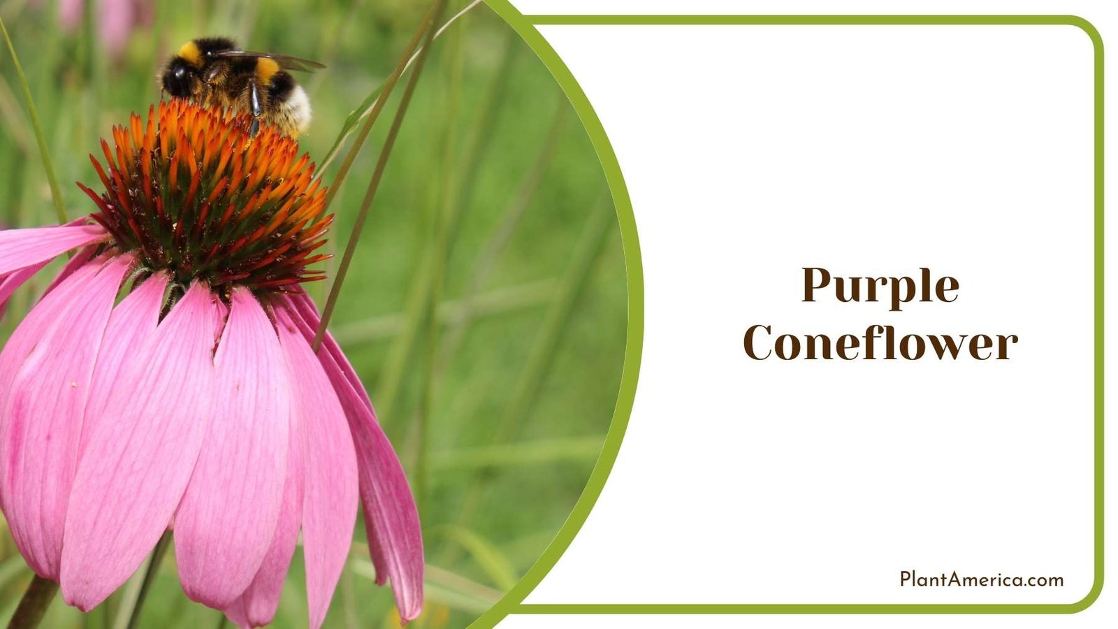 Purple Coneflower Plant America
