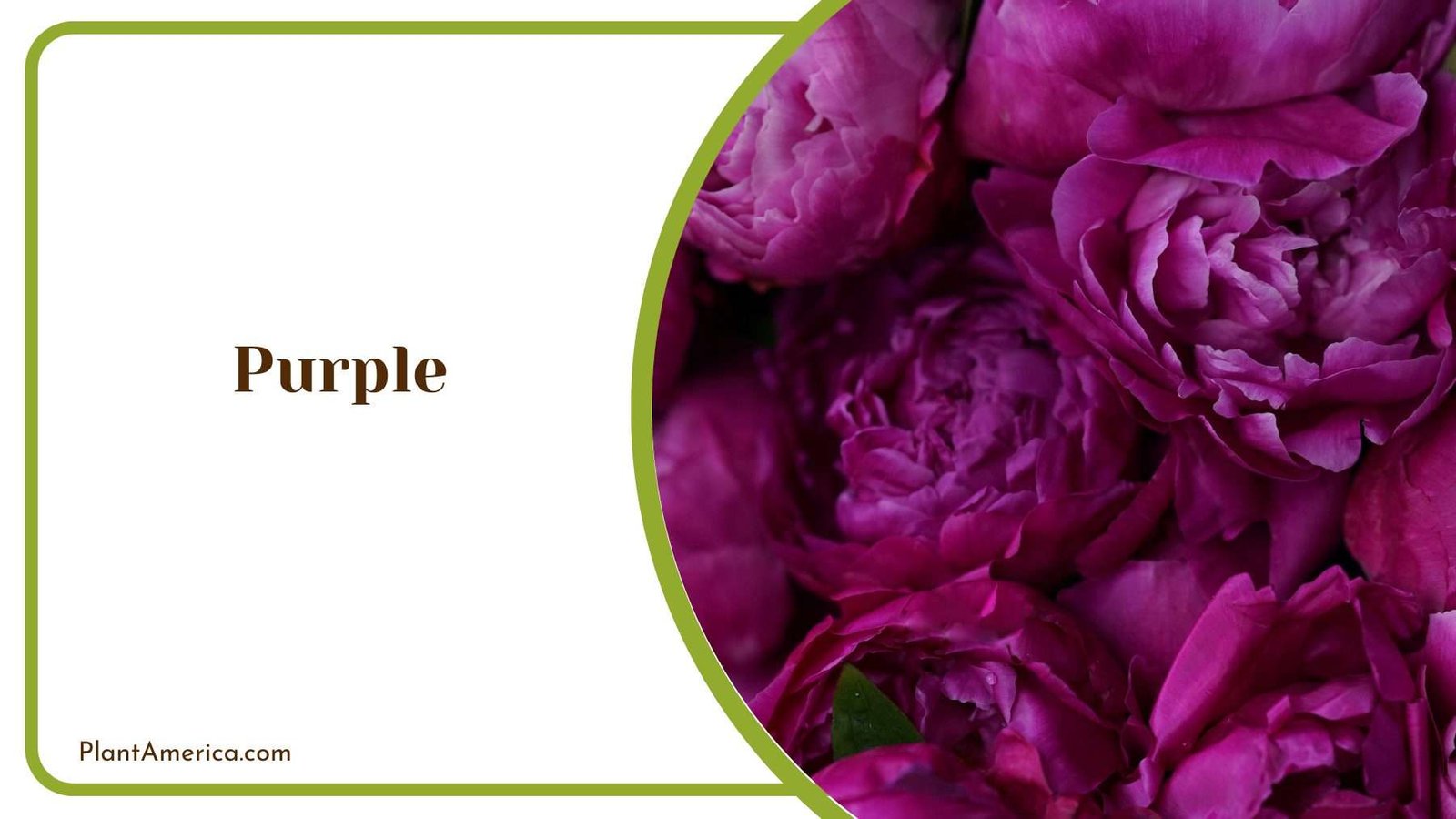 Purple Peony Flowers Plant America