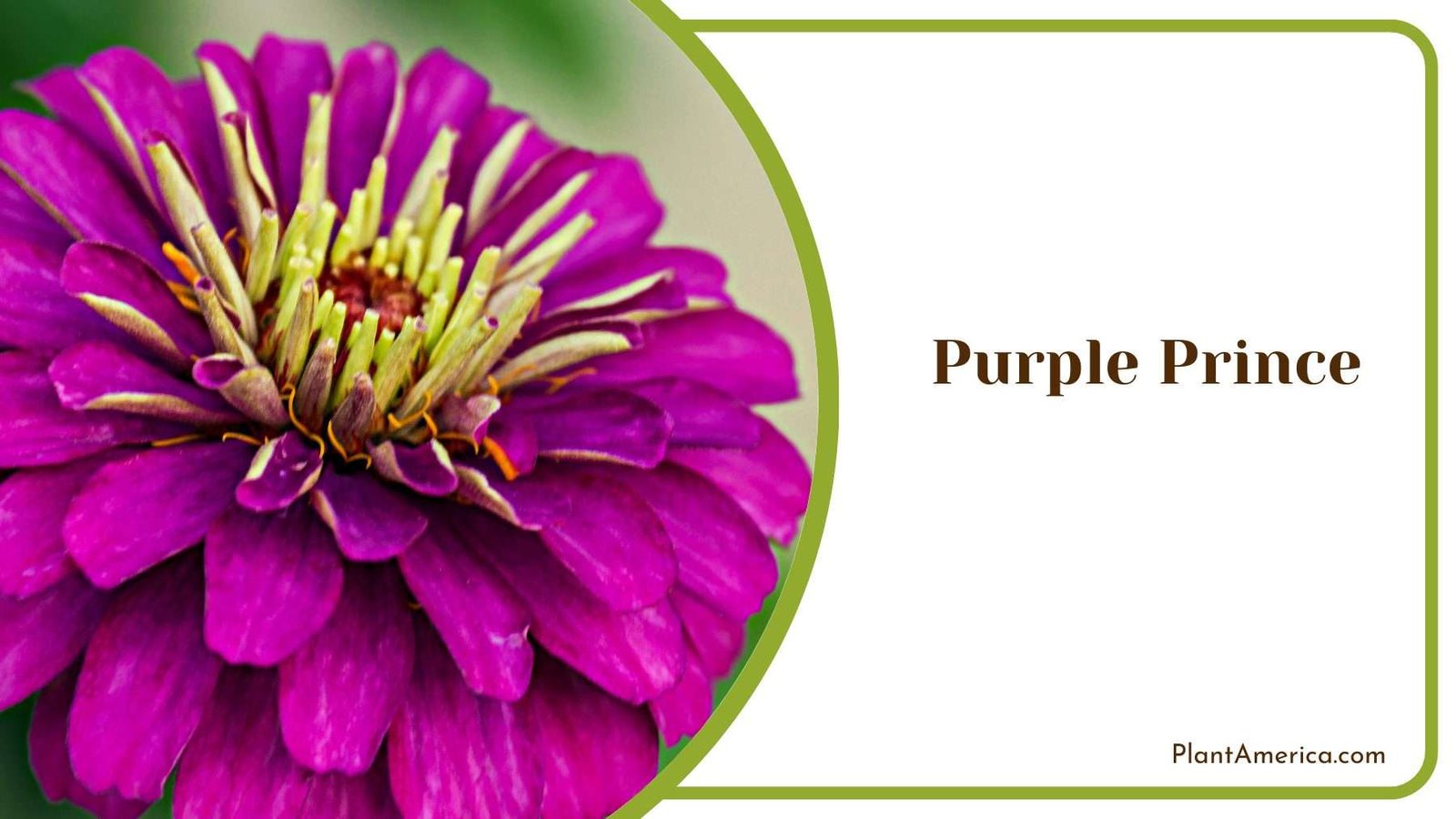 Purple Prince Zinnias Plant America