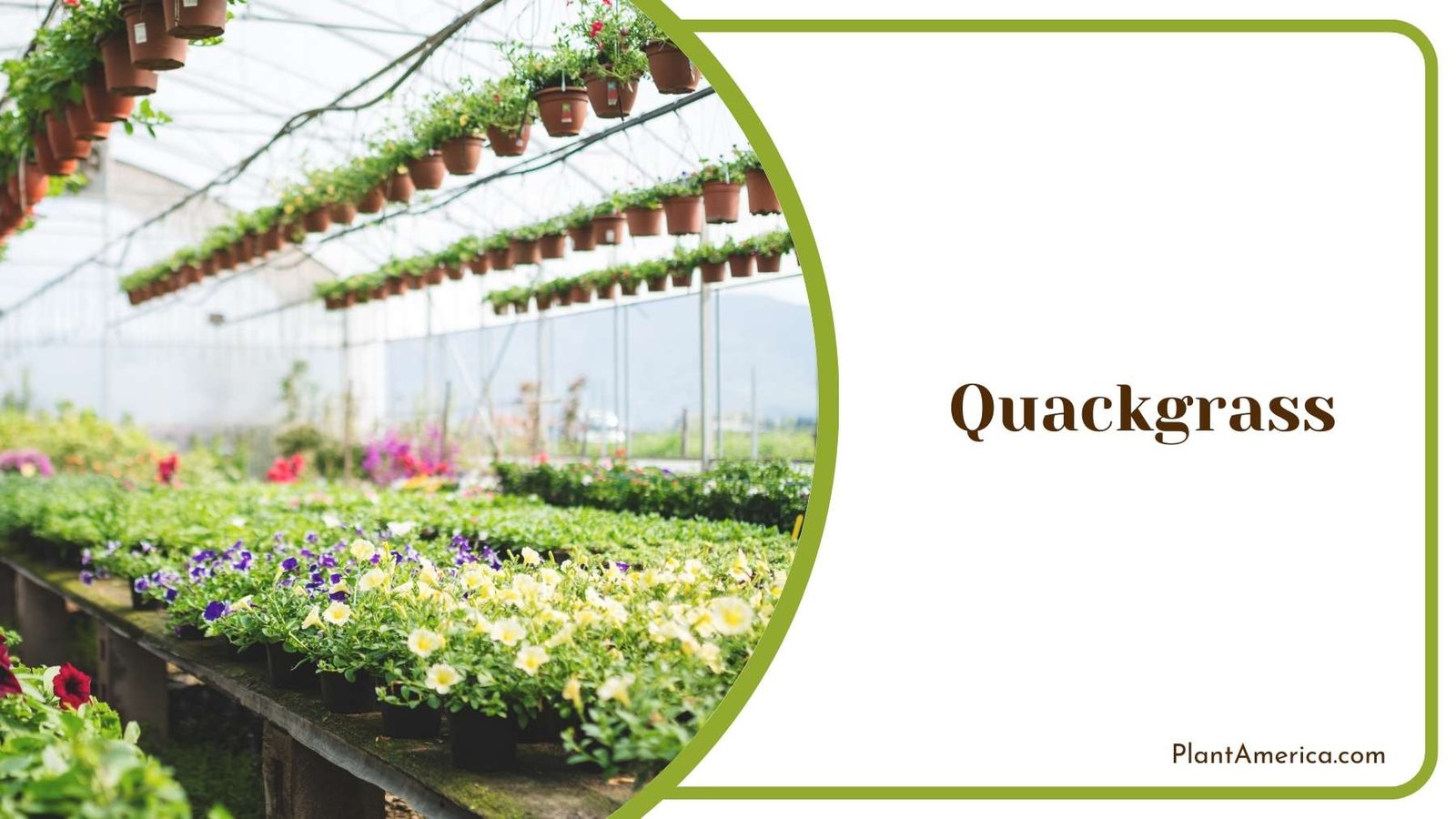 Quackgrass Plant America Quackgrass Plant America