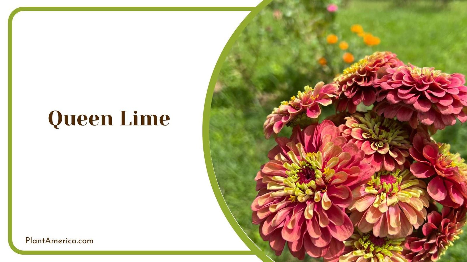 Queen Lime Zinnias Plant America