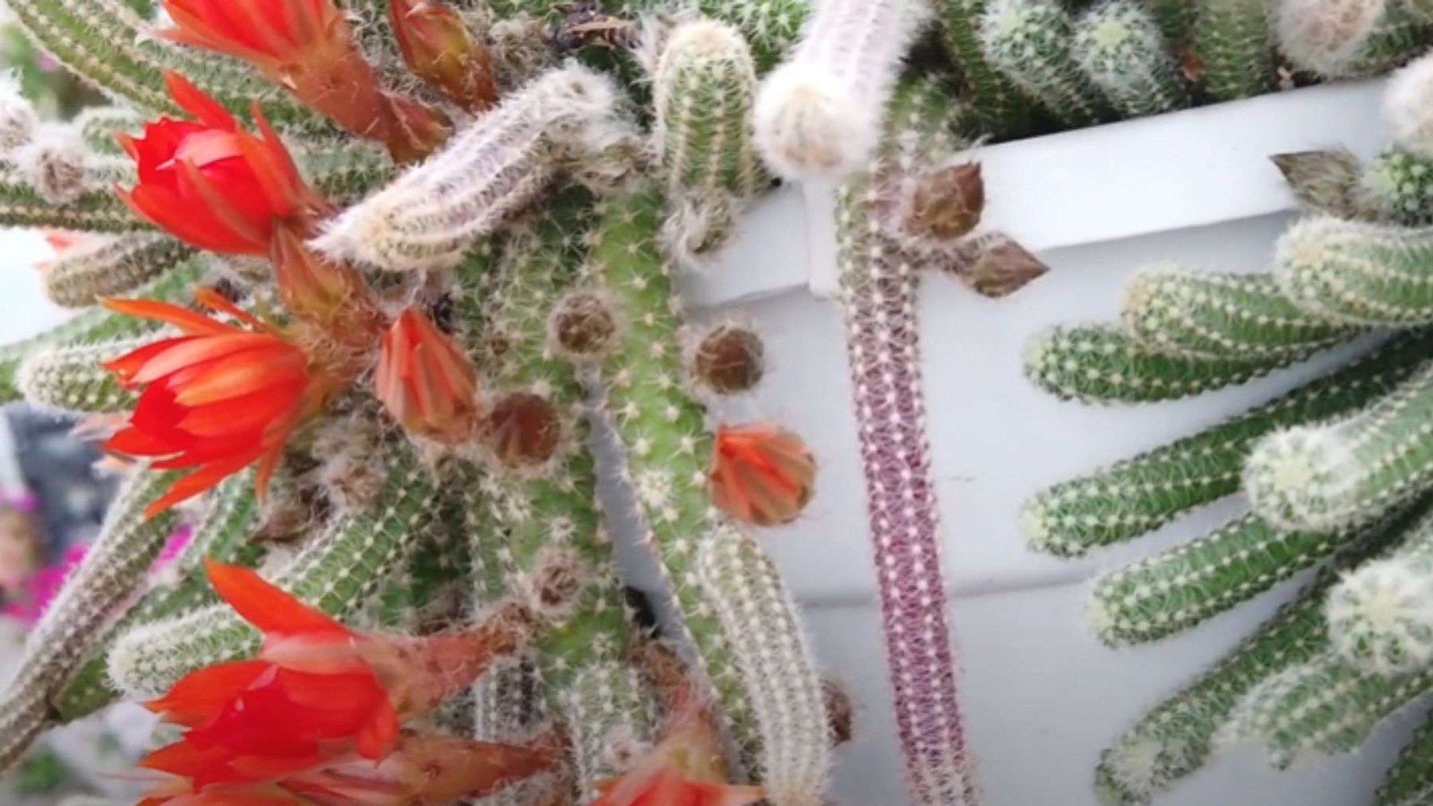 Rat Tail Cactus Specific Needs Plant America