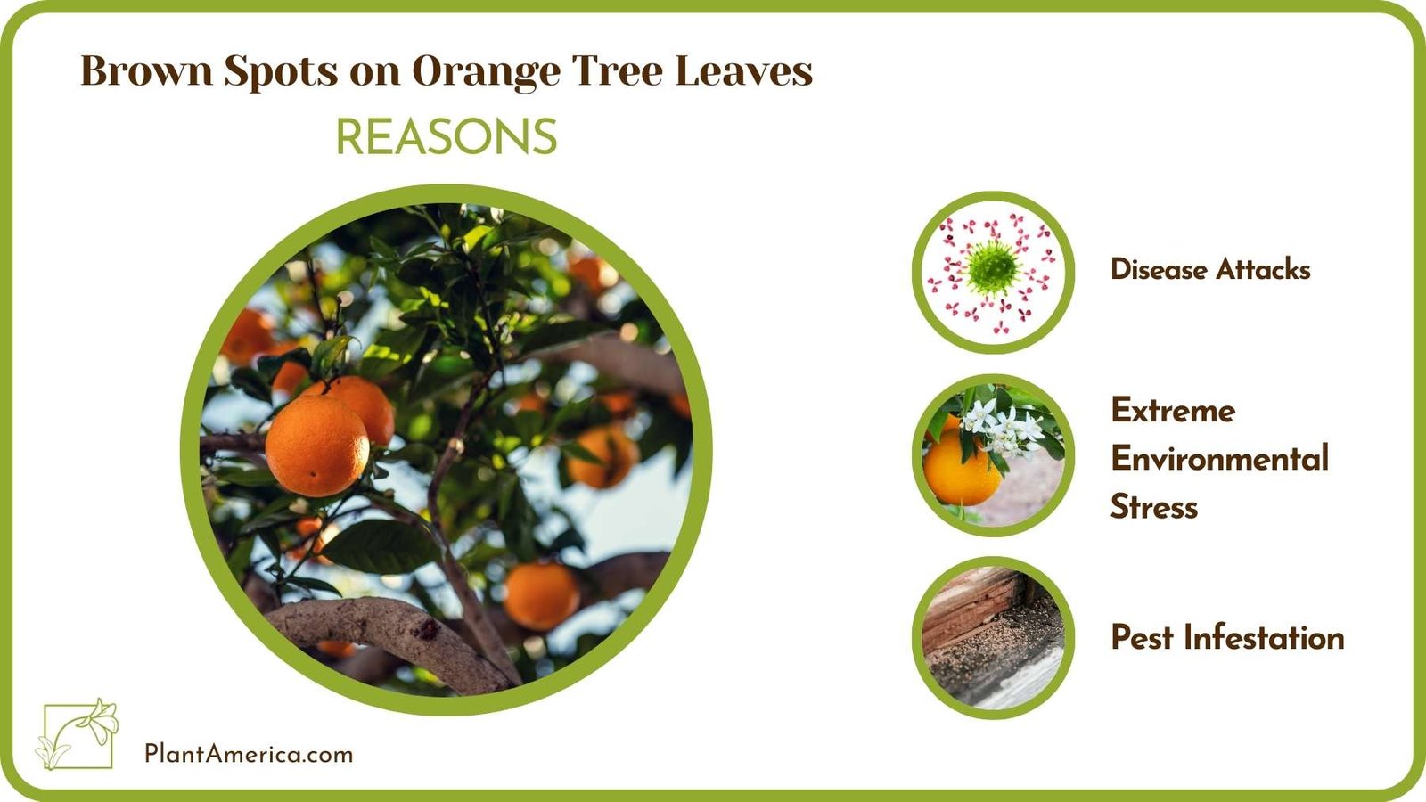 Reasons Brown Spots on Orange Tree Leaves Plant America