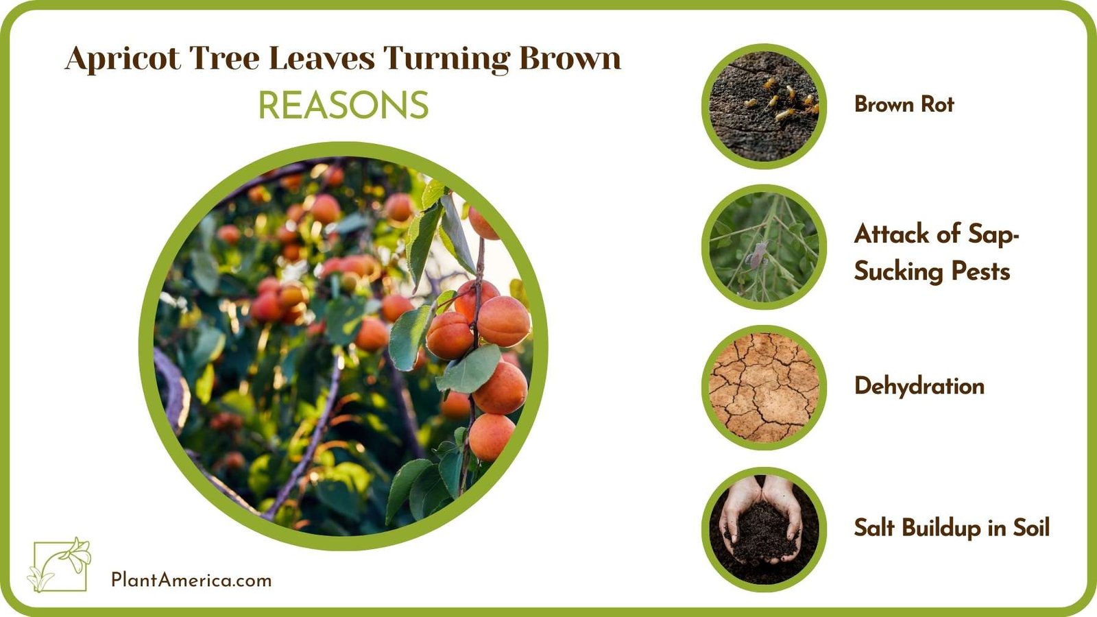 Reasons For Apricot Tree Leaves Turning Brown Plant America