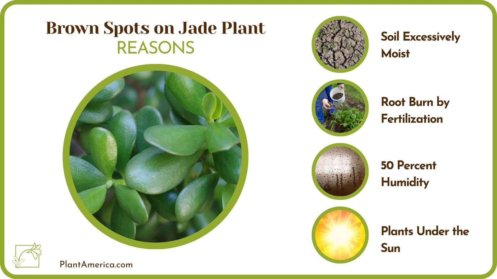 Reasons For Brown Spots on Jade Plant Plant America