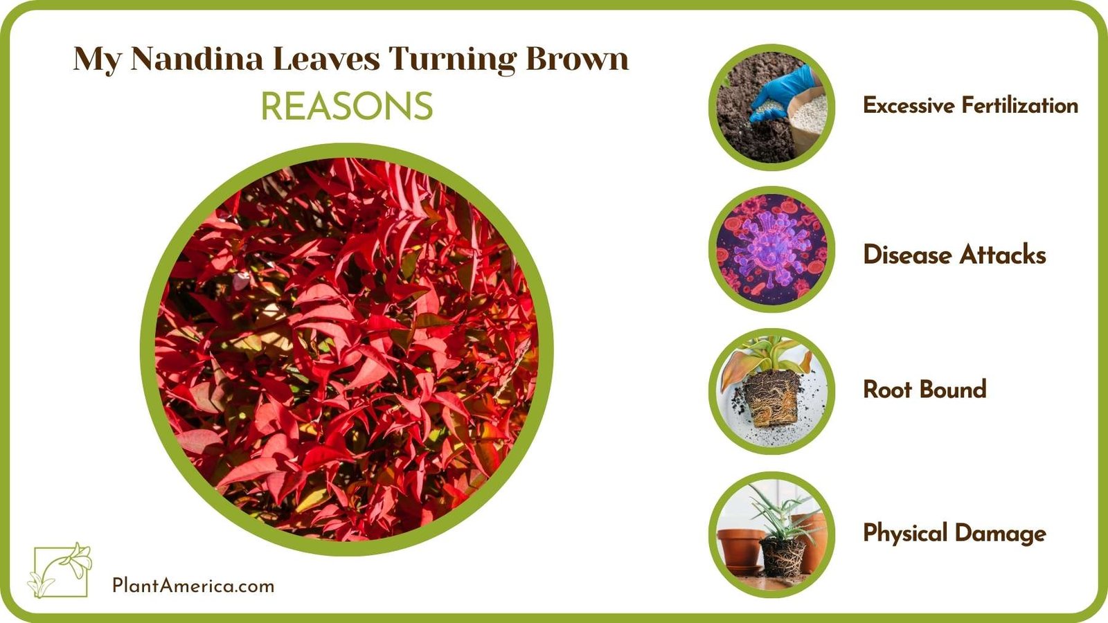 Reasons For My Nandina Leaves Turning Brown Plant America