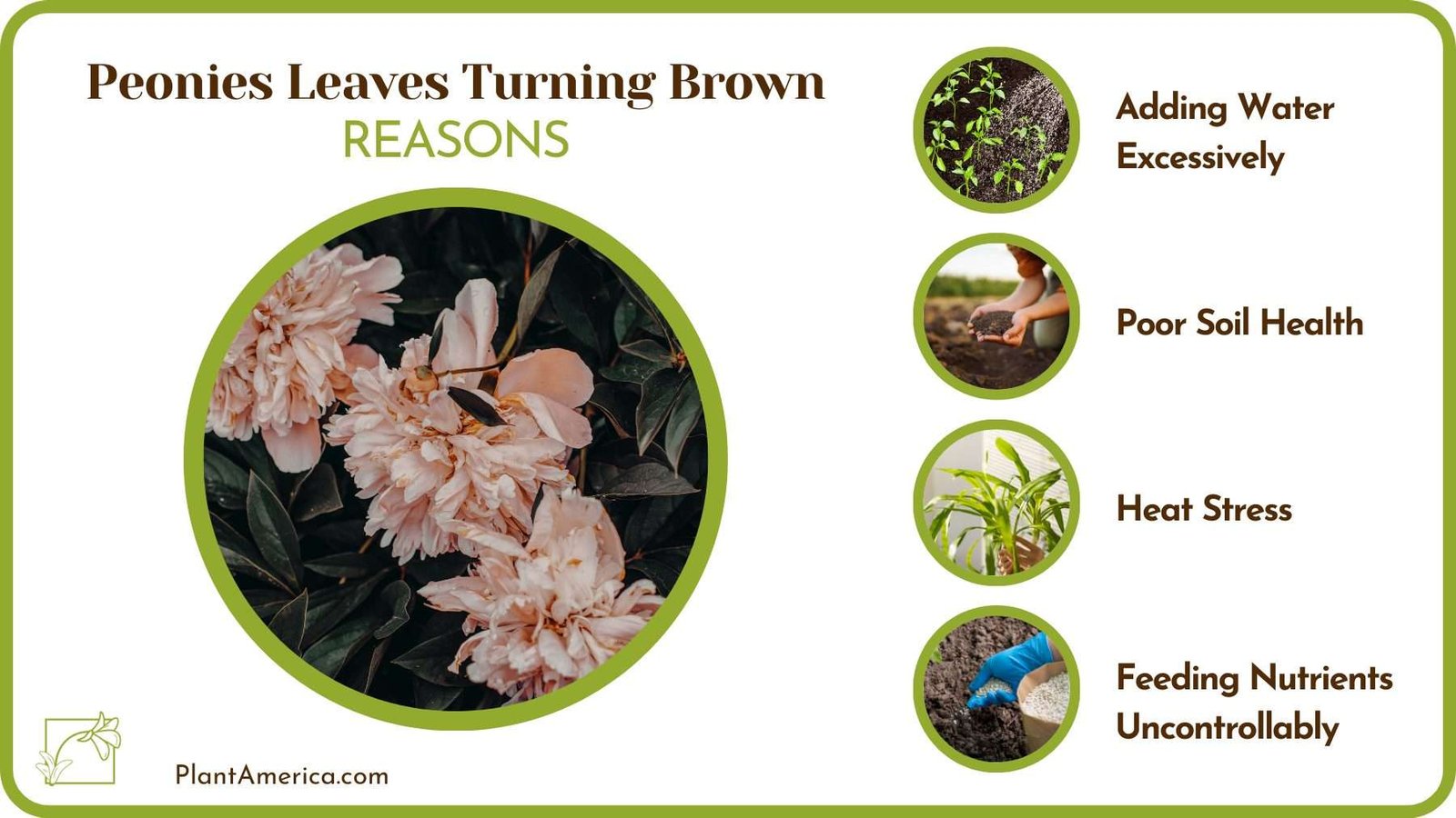 Reasons For Peonies Leaves Turning Brown Plant America