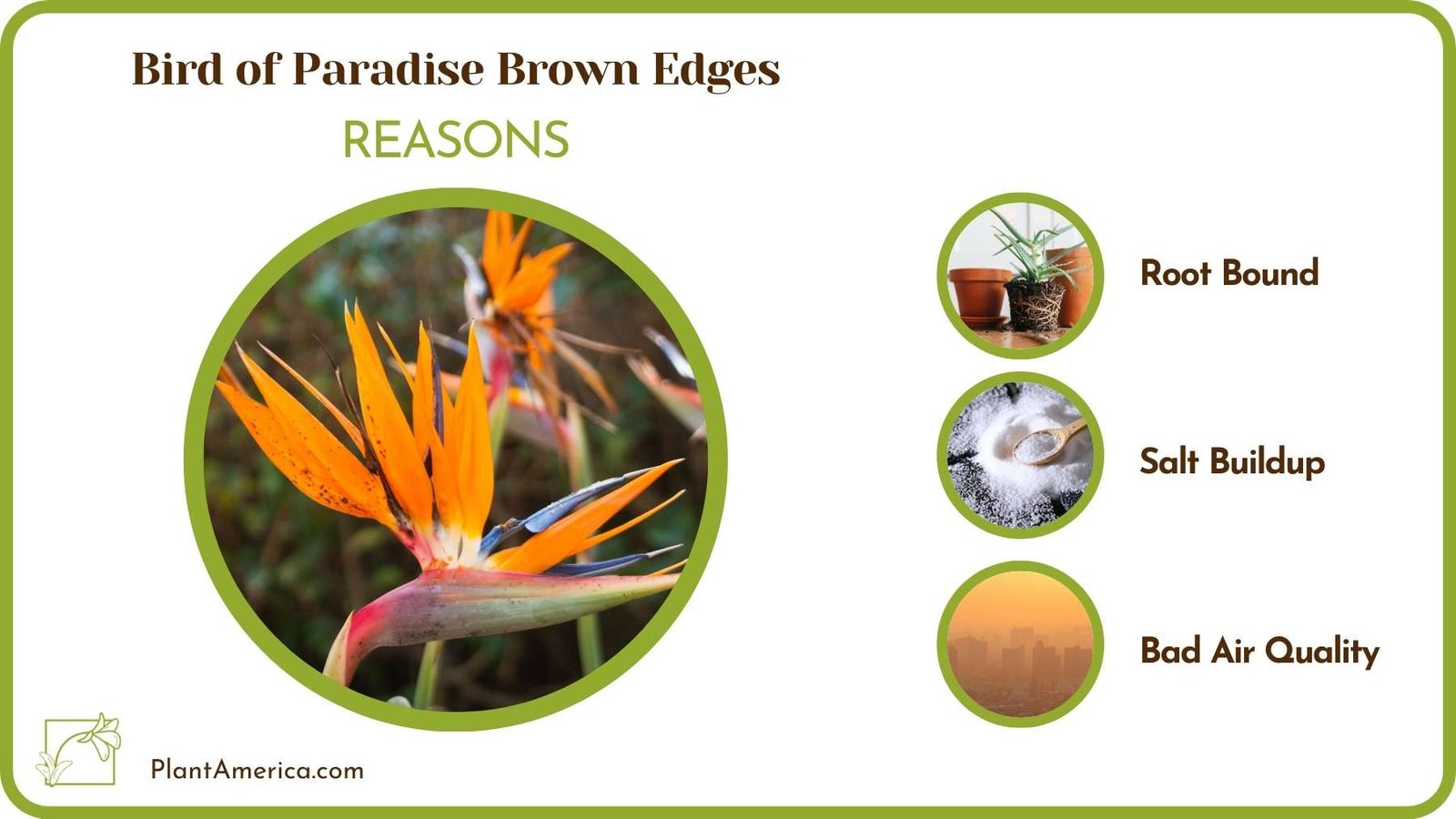Reasons Of Bird of Paradise Brown Edges Plant America