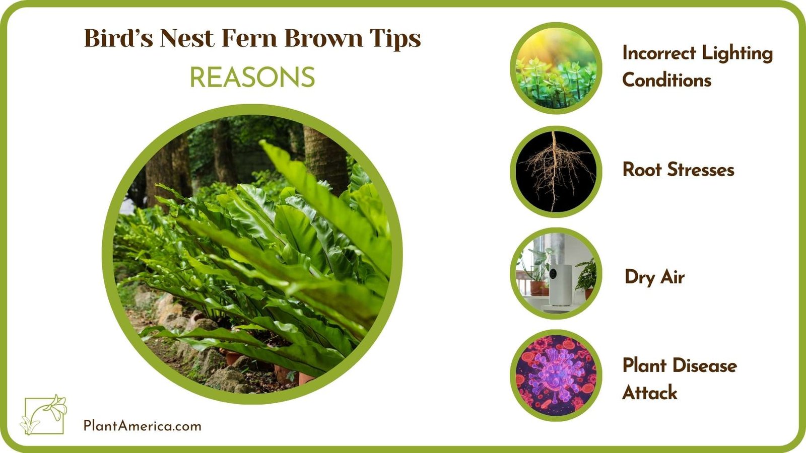 Reasons Of Birds Nest Fern Brown Tips Plant America Reasons Of Birds Nest Fern Brown Tips Plant America