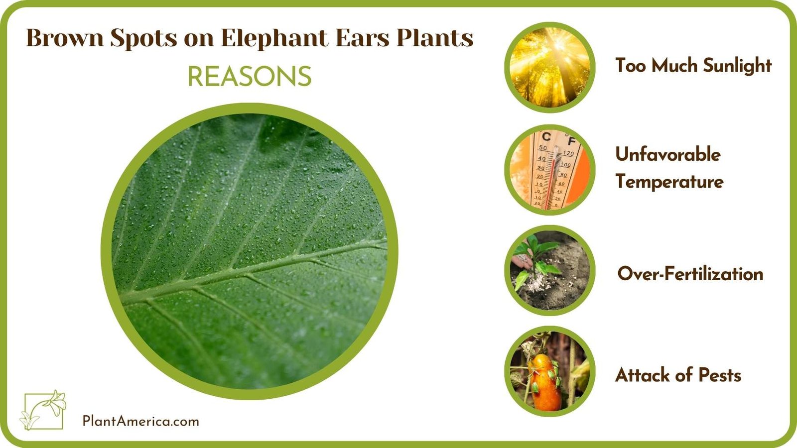 Reasons Of Brown Spots on Elephant Ears Plants Plant America