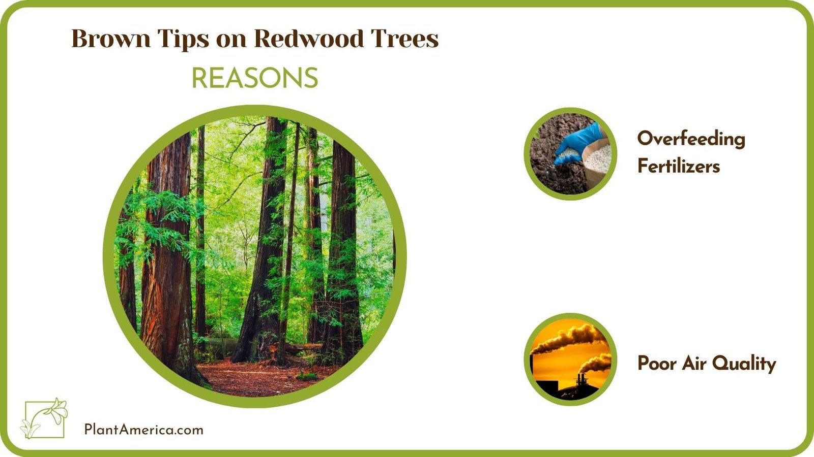 Reasons Of Brown Tips on Redwood Trees Plant America Reasons Of Brown Tips on Redwood Trees Plant America