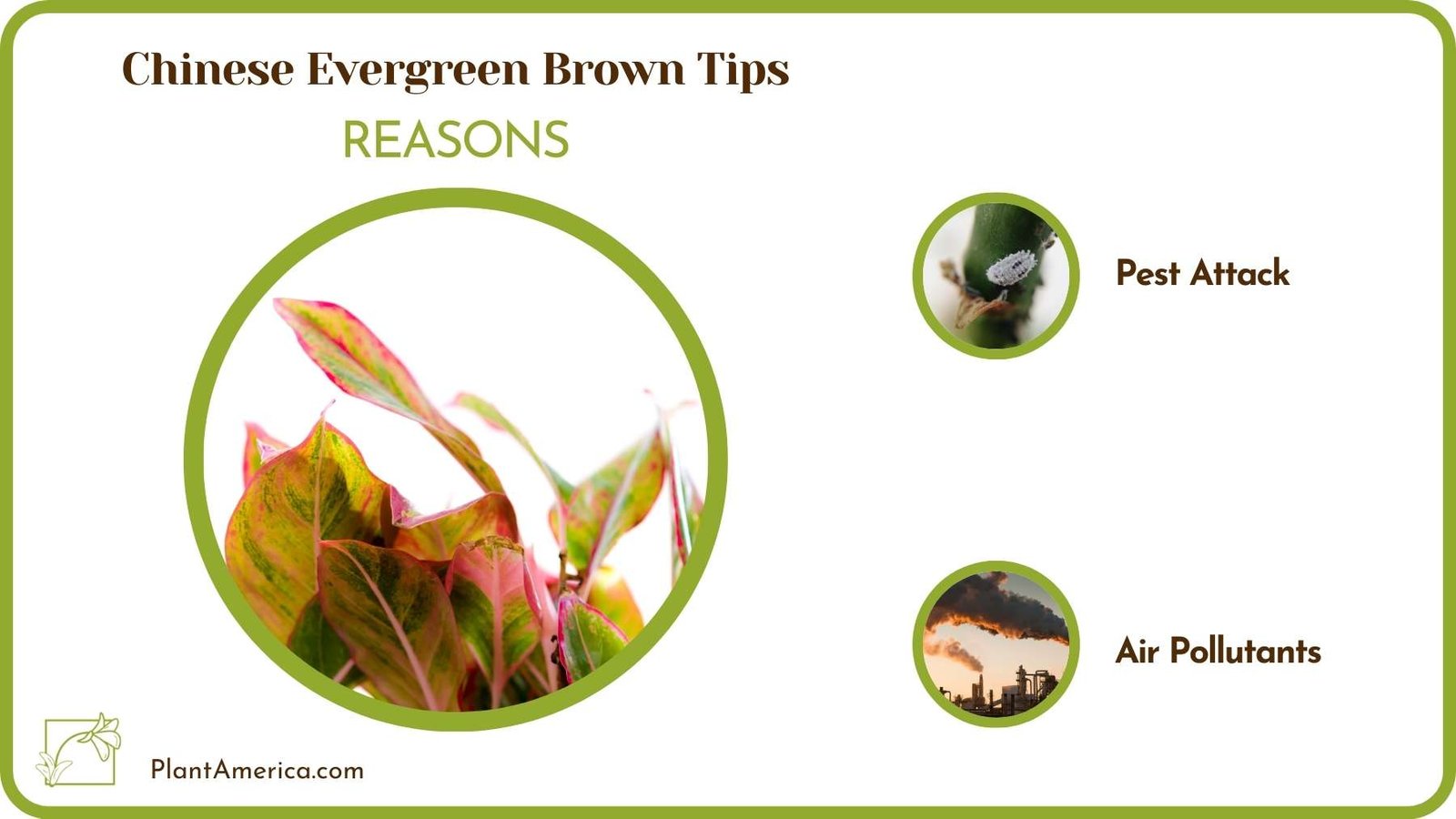 Reasons Of Chinese Evergreen Brown Tips Plant America Reasons Of Chinese Evergreen Brown Tips Plant America