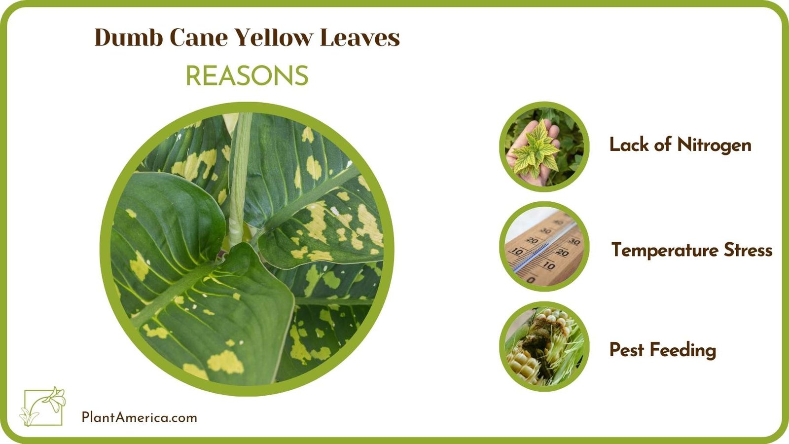 Reasons Of Dumb Cane Yellow Leaves Plant America