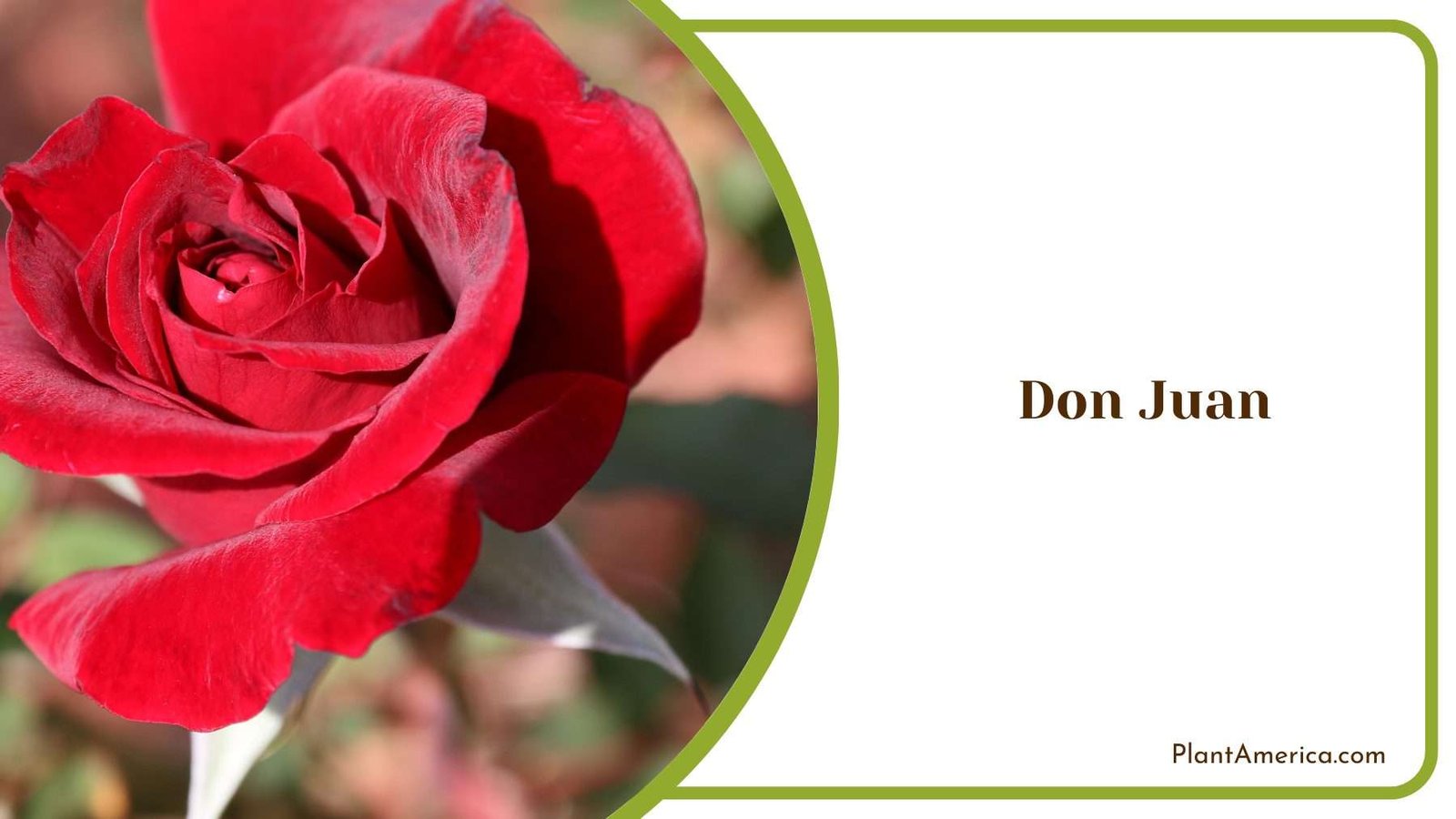 Red Don Juan Plant America