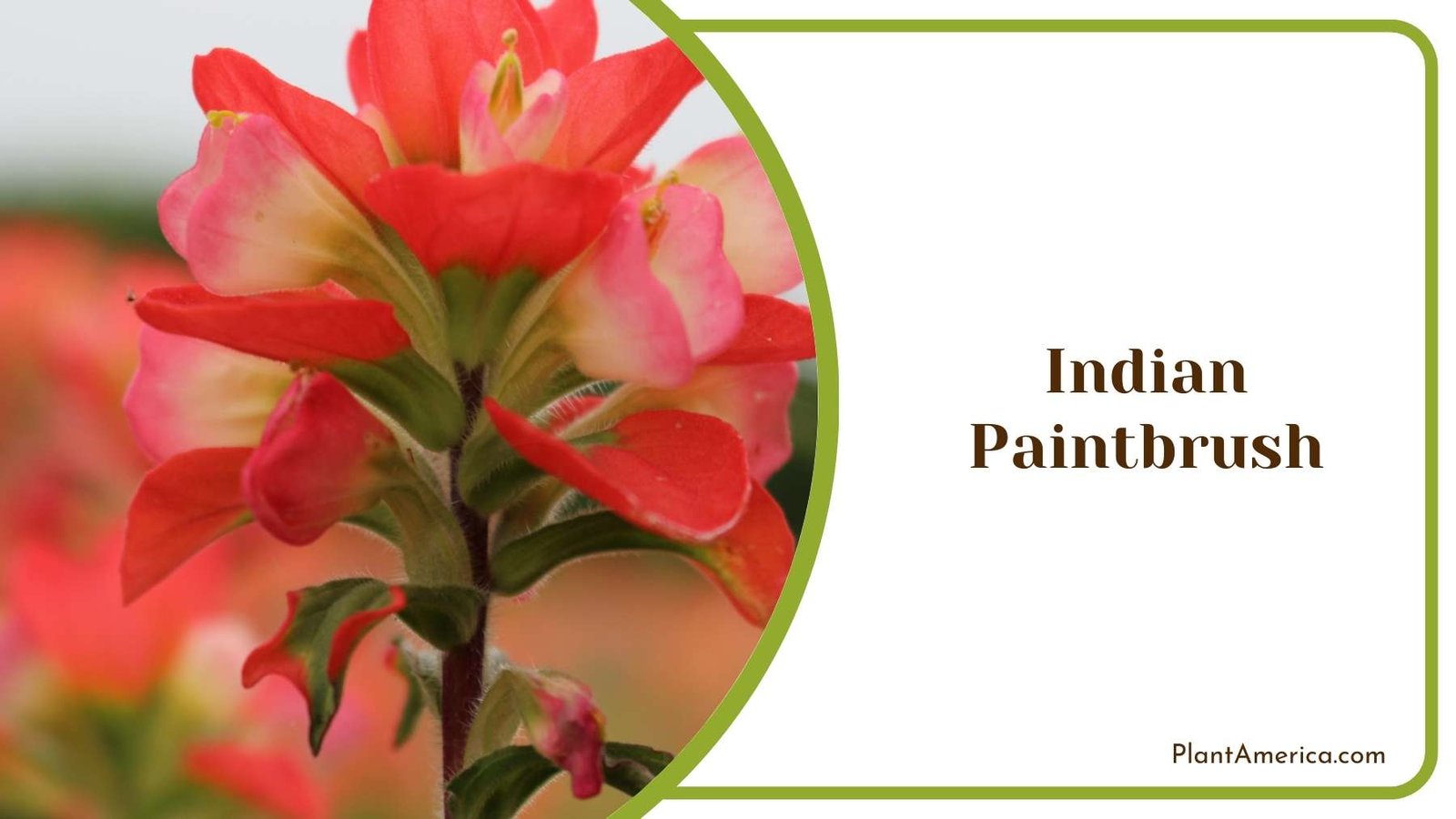 Red Indian Paintbrush Plant Plant America Red Indian Paintbrush Plant Plant America