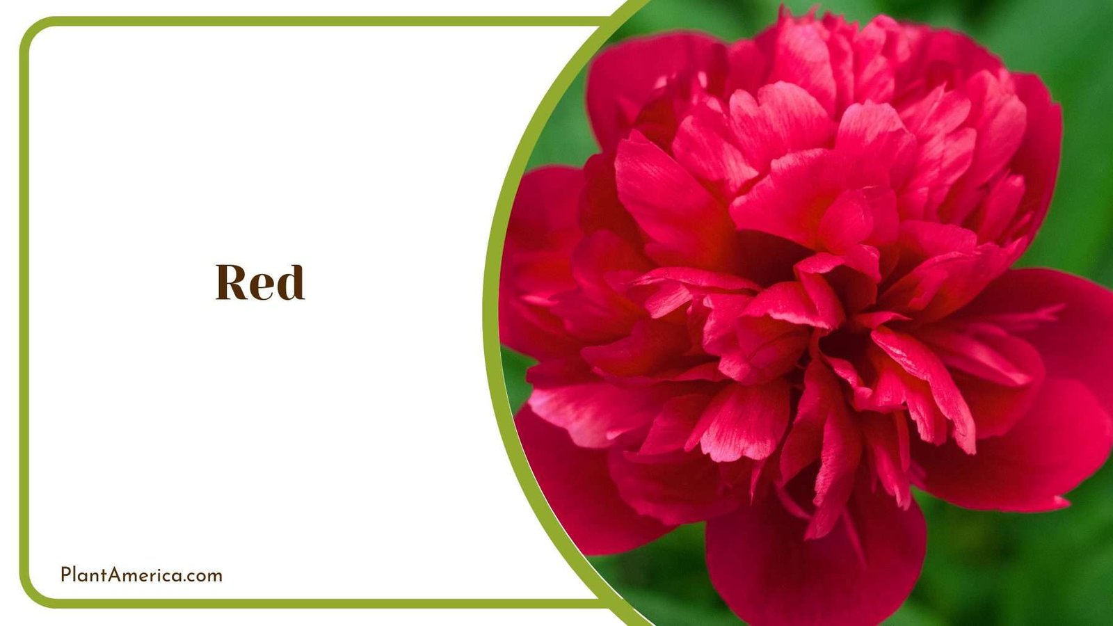 Red Peony Flowers Plant America