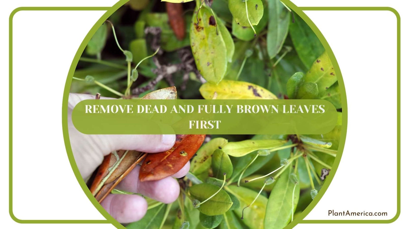 Remove Dead and Fully Brown Leaves First Plant America