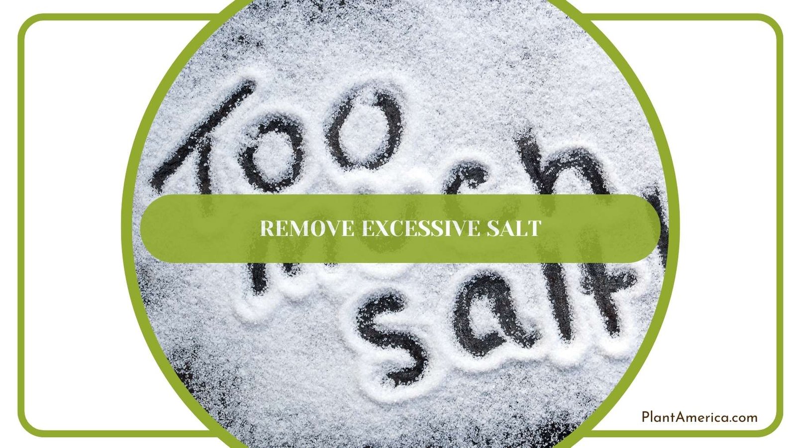 Remove Excessive Salt Plant America