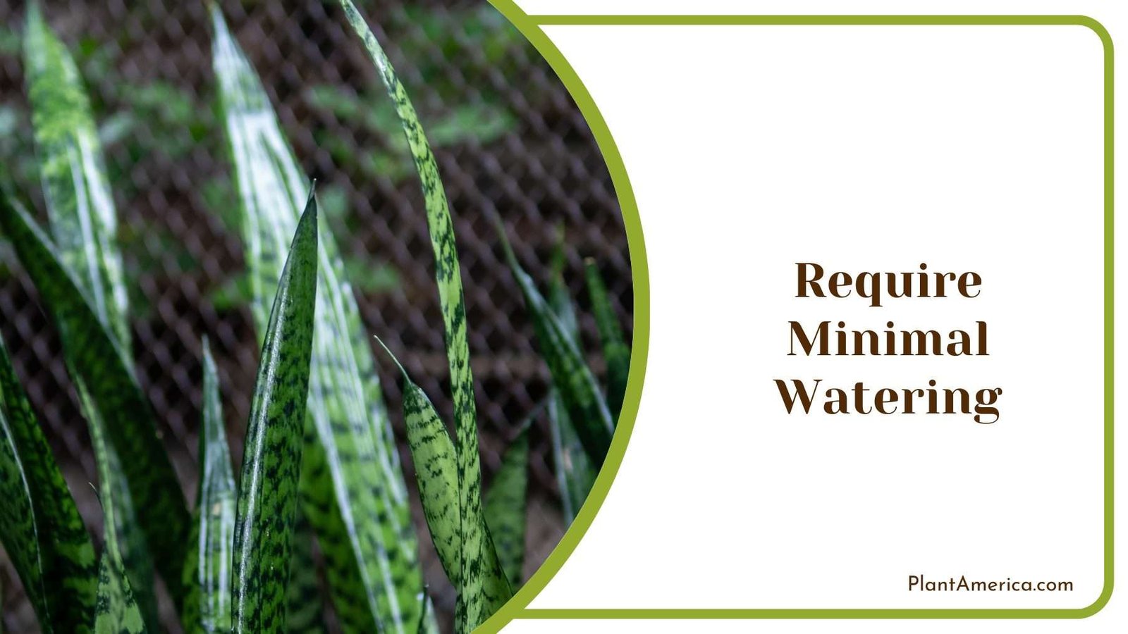 Require Minimal Watering Plant America