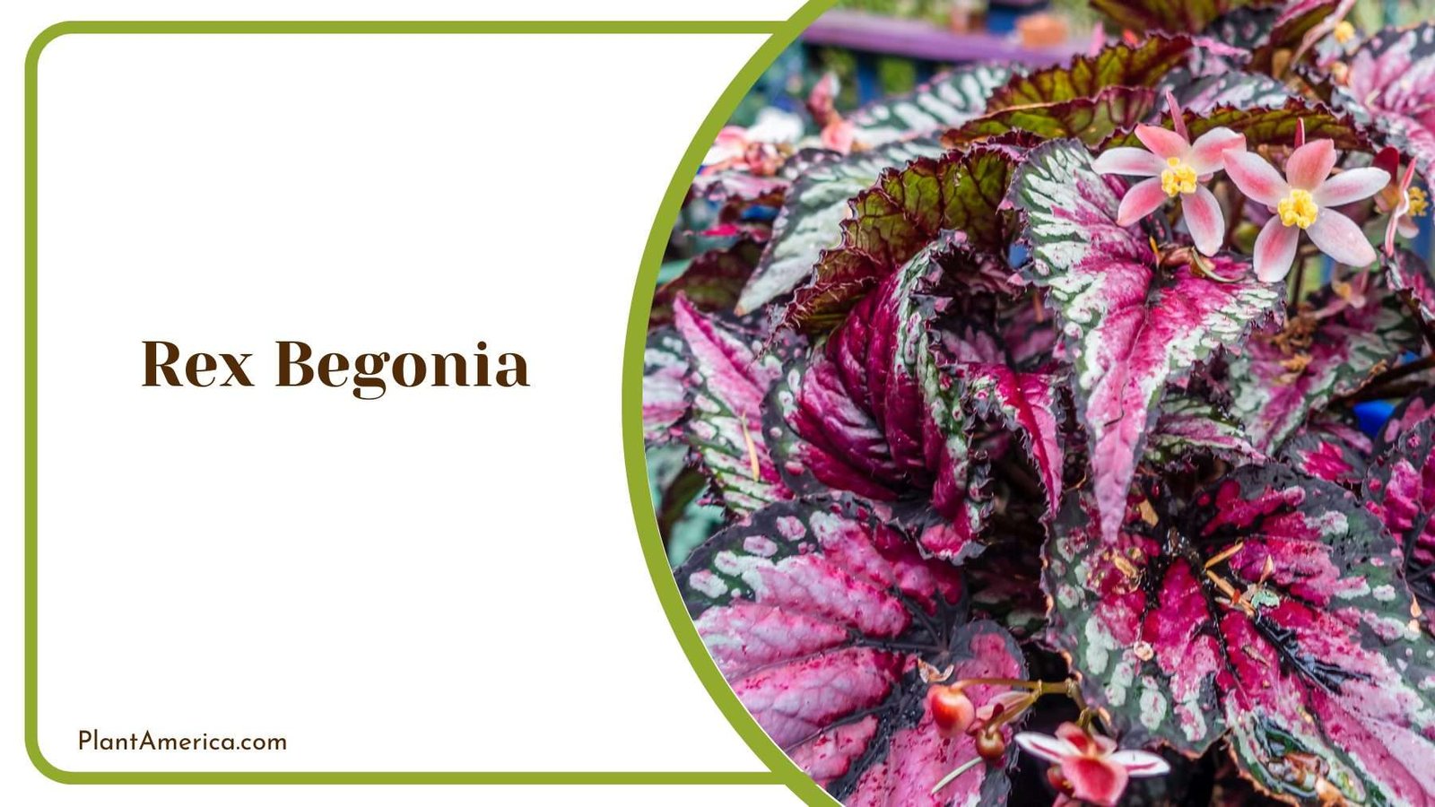 Rex Begonia Plant Plant America