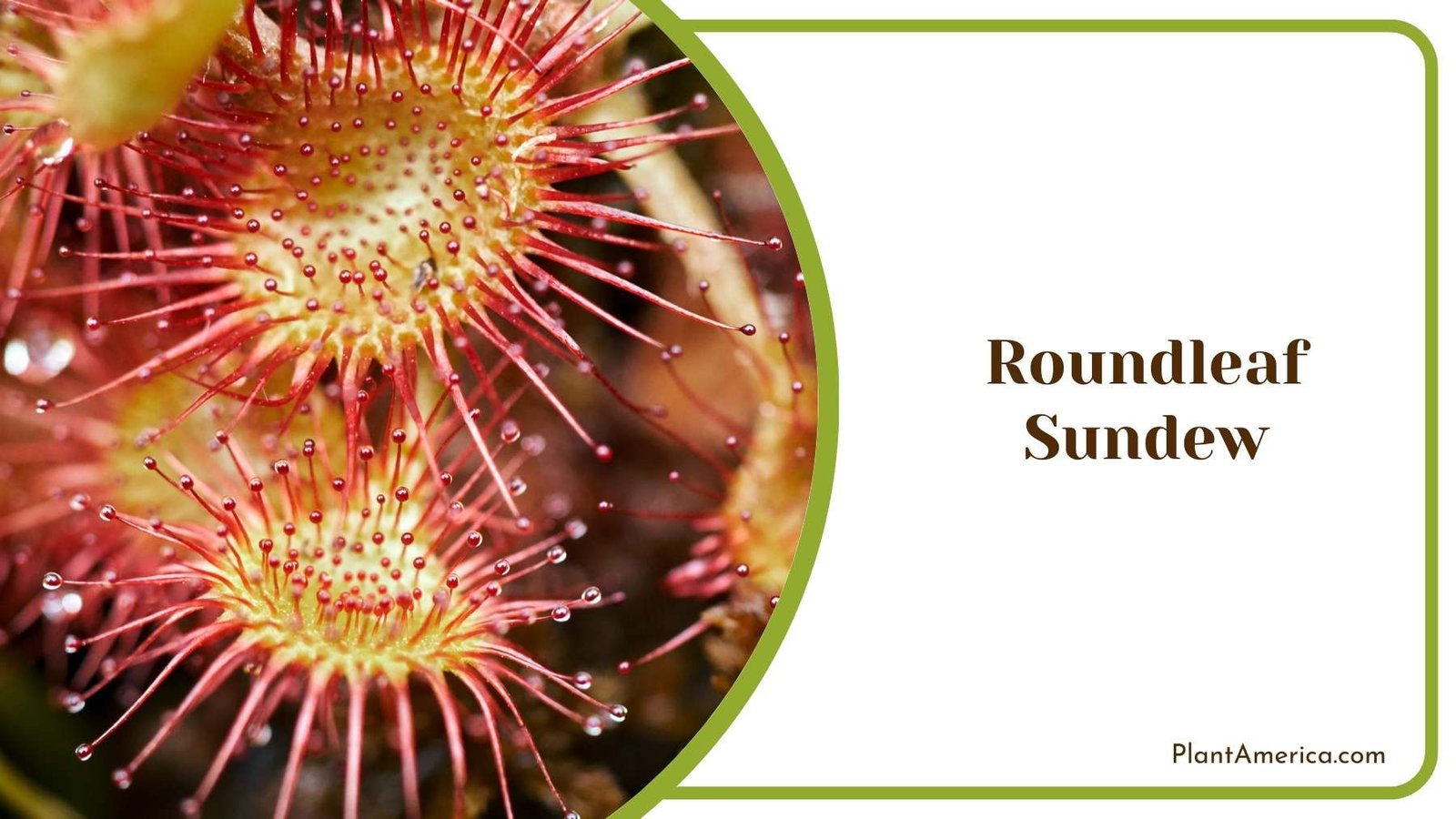 Roundleaf Sundew Plant America