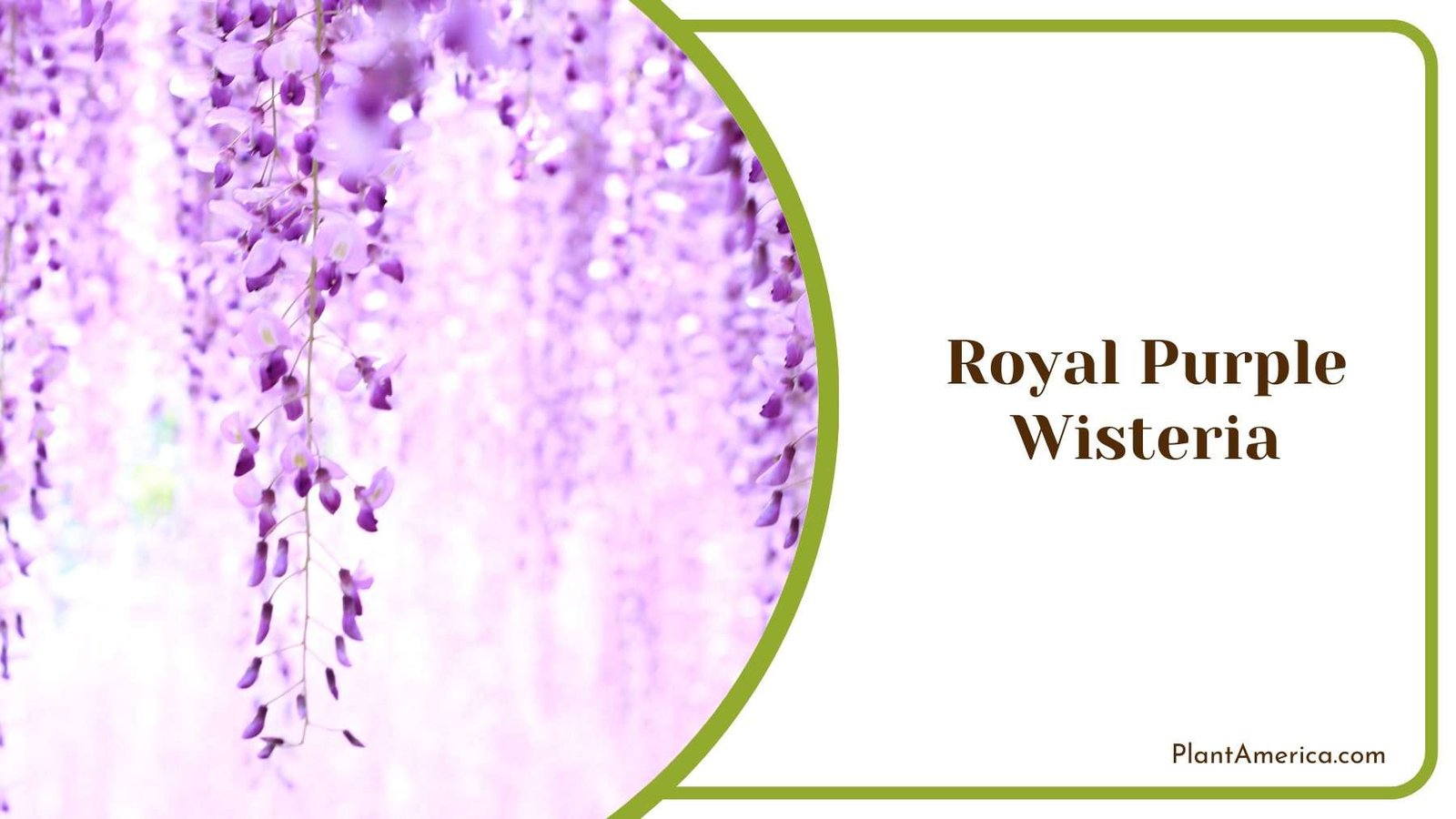 Royal Purple Wisteria Plant America