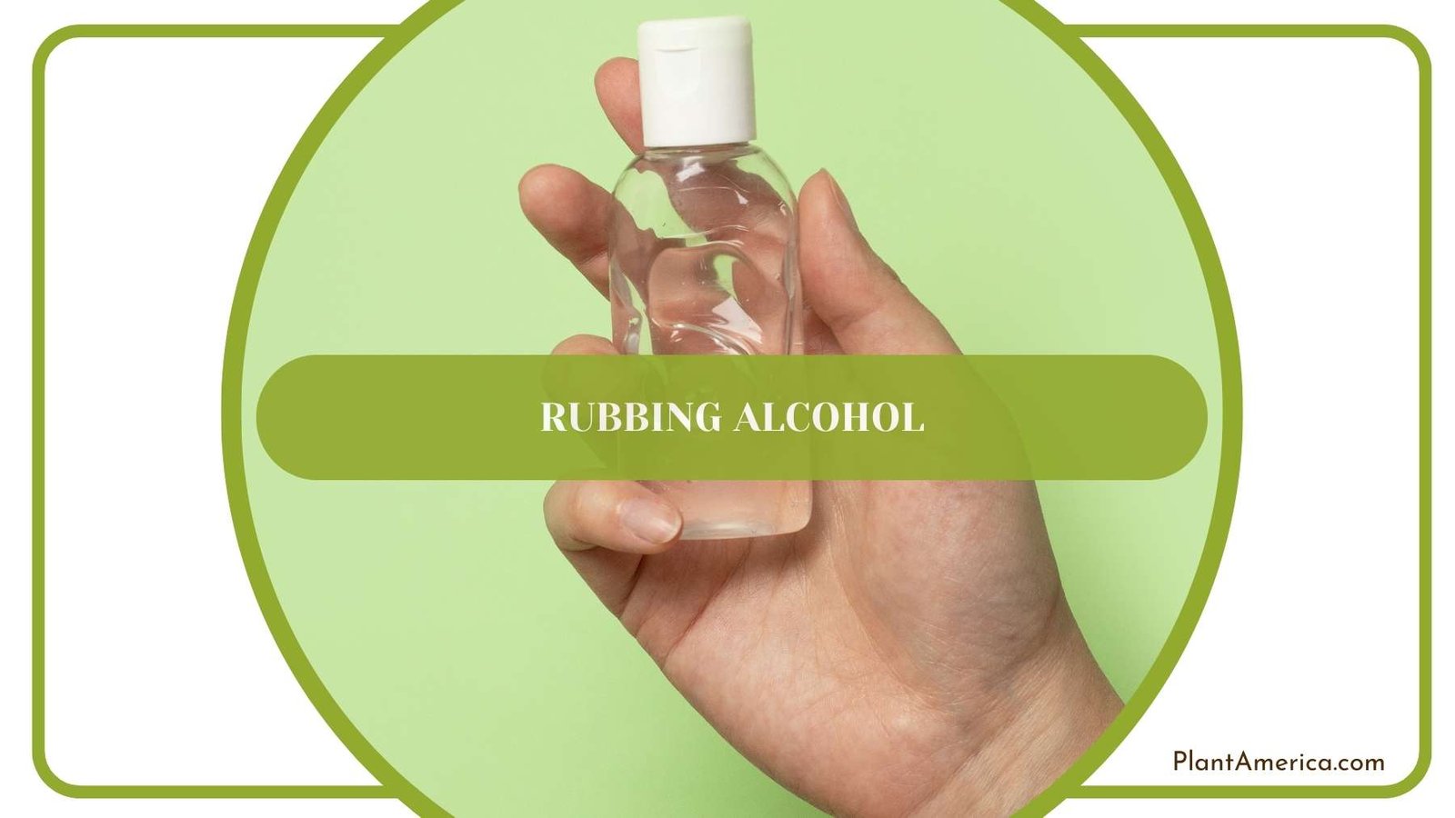Rubbing Alcohol In Hands Of a Person Plant America