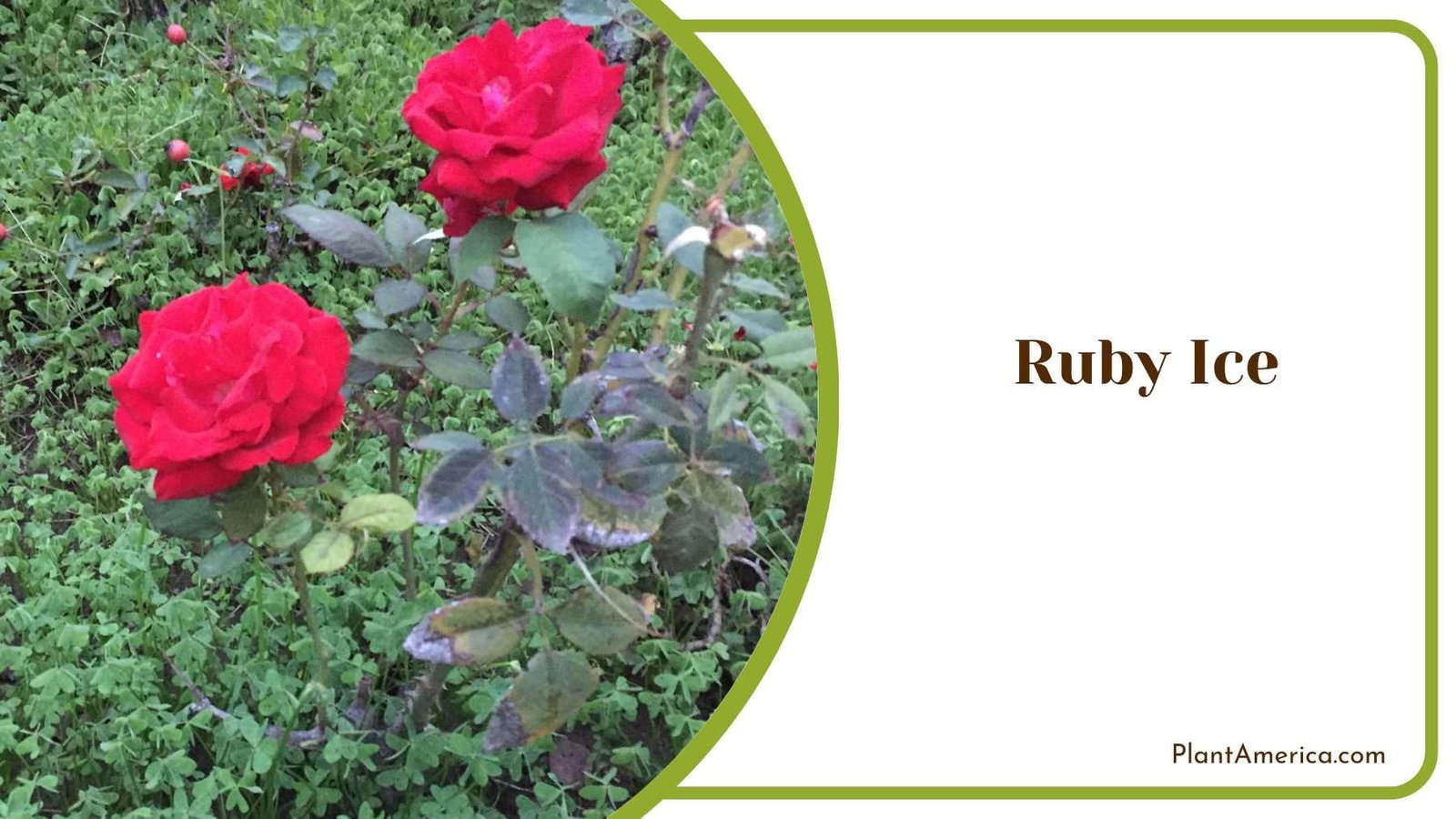 Ruby Ice Flower Plant America