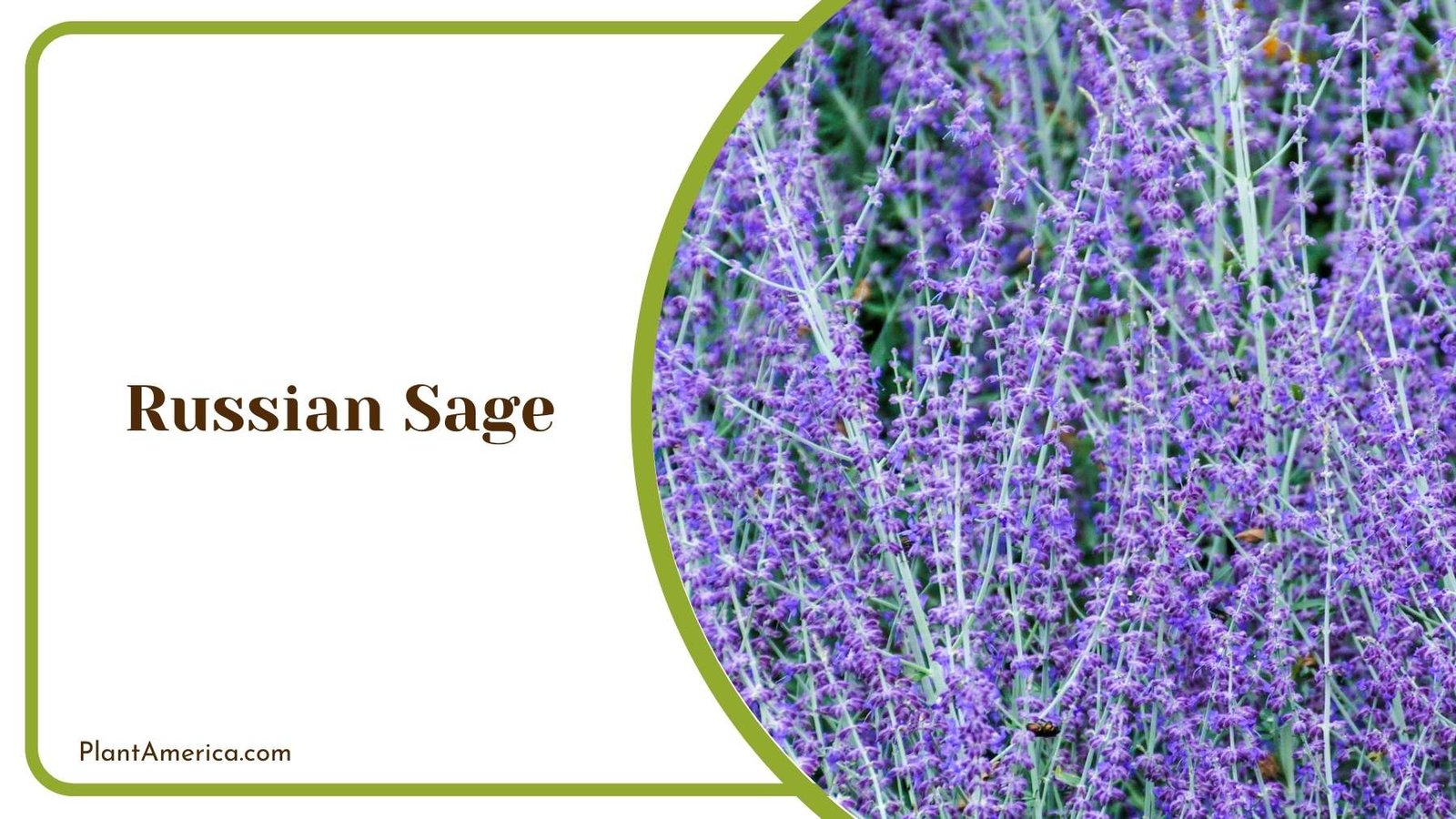Russian Sage Close Up Plant America