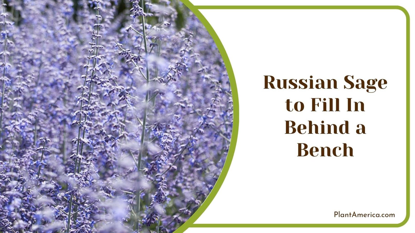 Russian Sage to Fill In Behind a Bench Plant America