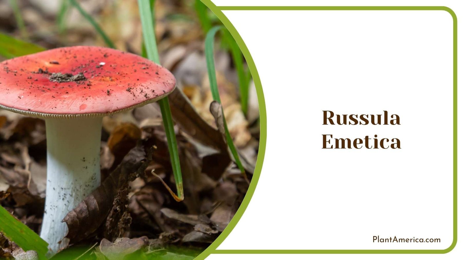Russula Emetica Mushroom Plant America