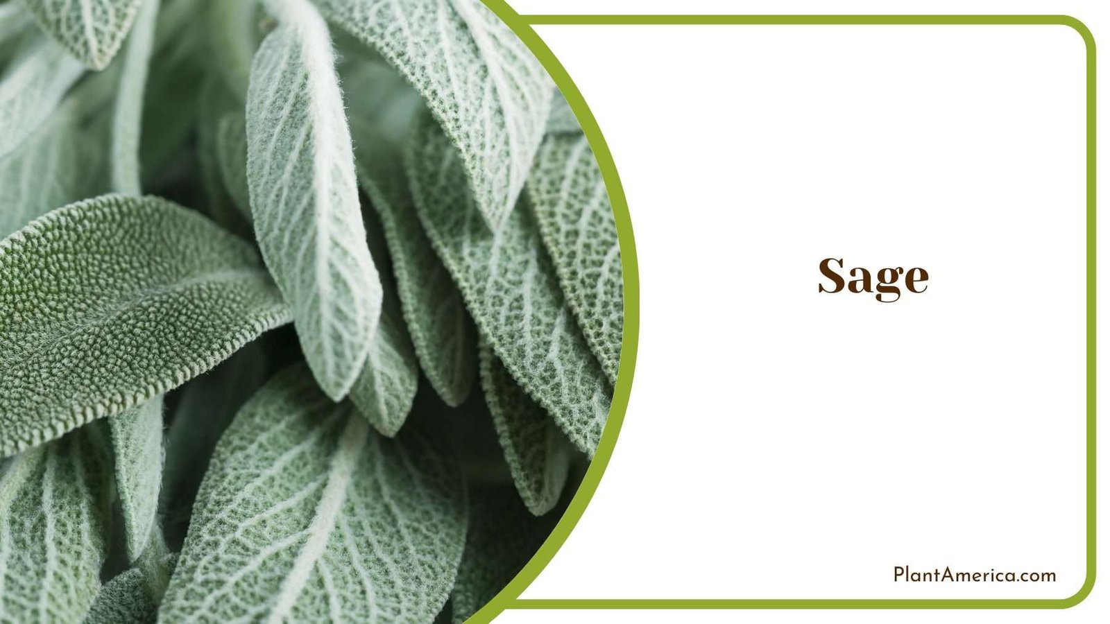 Sage Plants Plant America