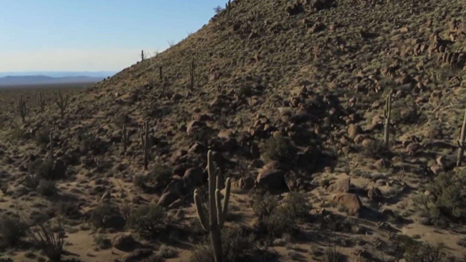 Saguaro Cactus or Carnegiea gigantea Plant America